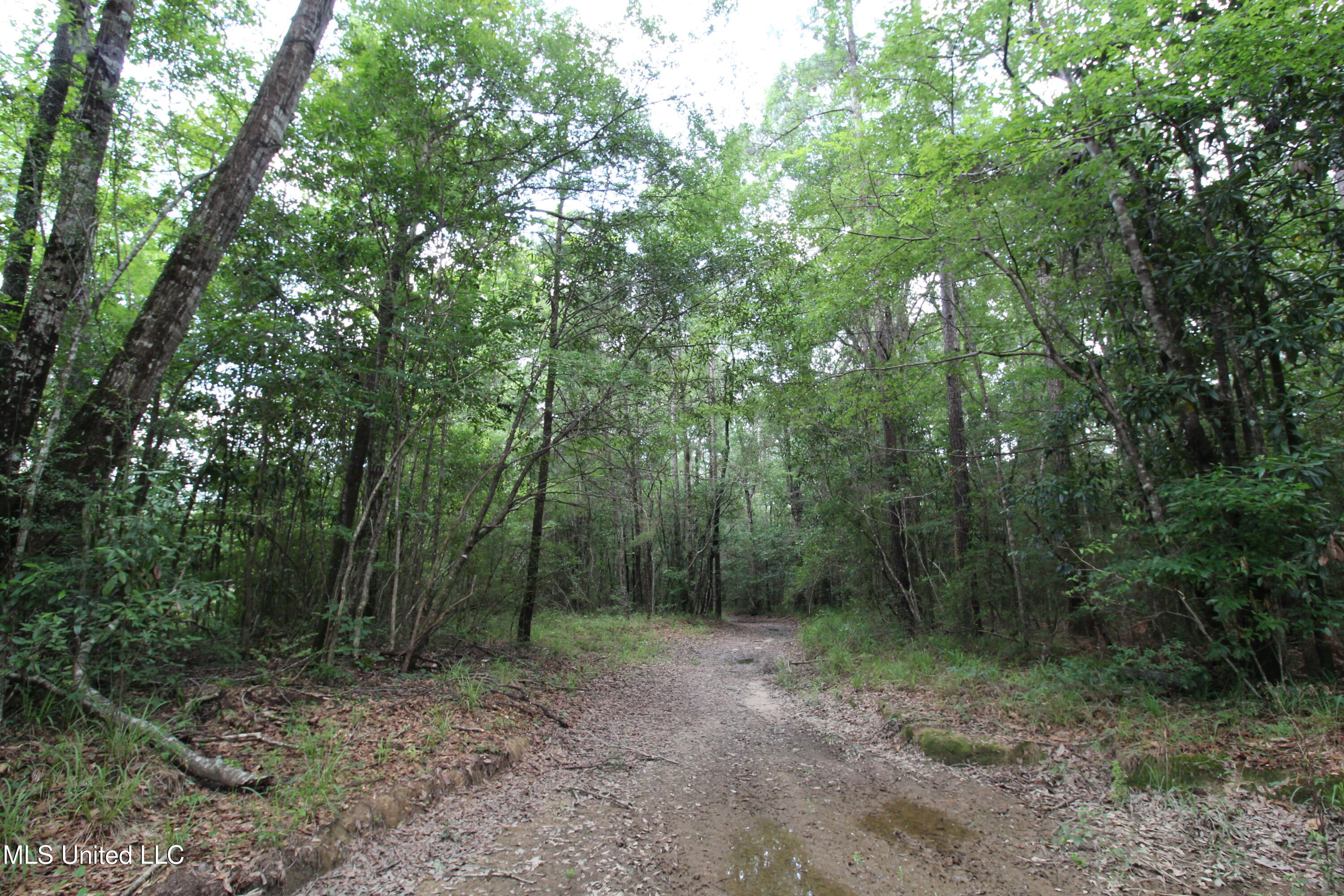 177 +/- Ac Burnis Havard Rd, Perkinston, Mississippi image 1