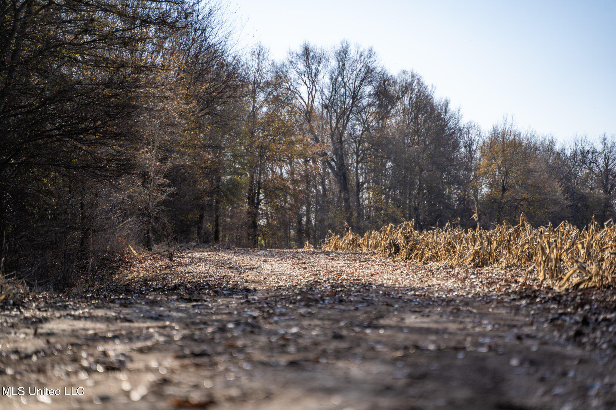 Buckeye Rd Road, Greenwood, Mississippi image 17