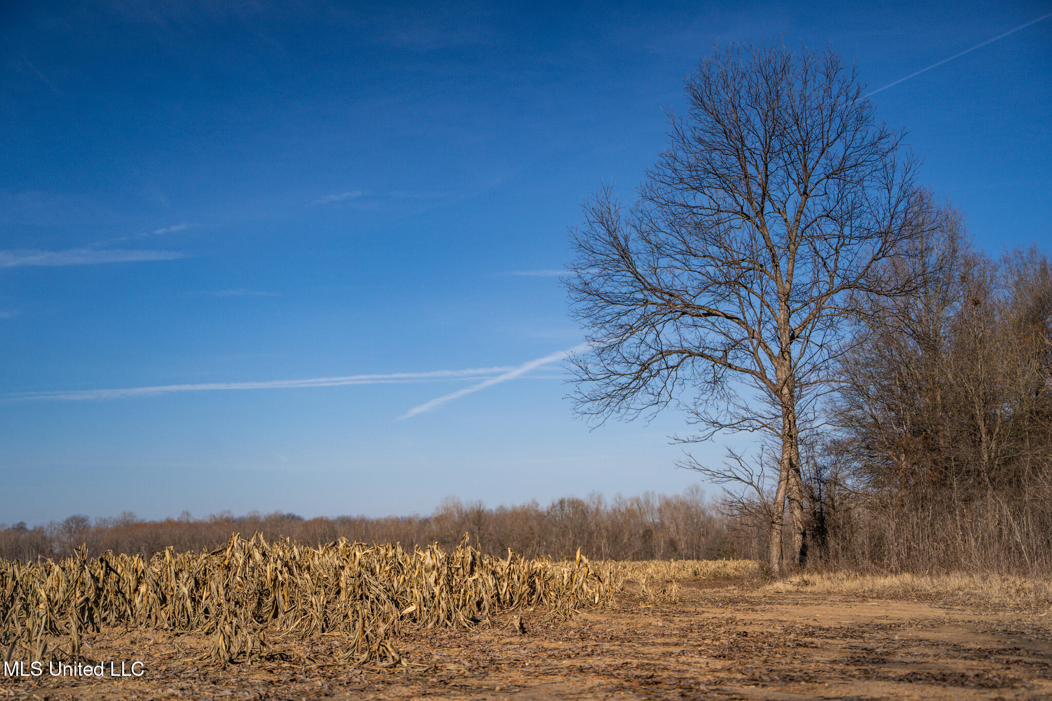 Buckeye Rd Road, Greenwood, Mississippi image 18