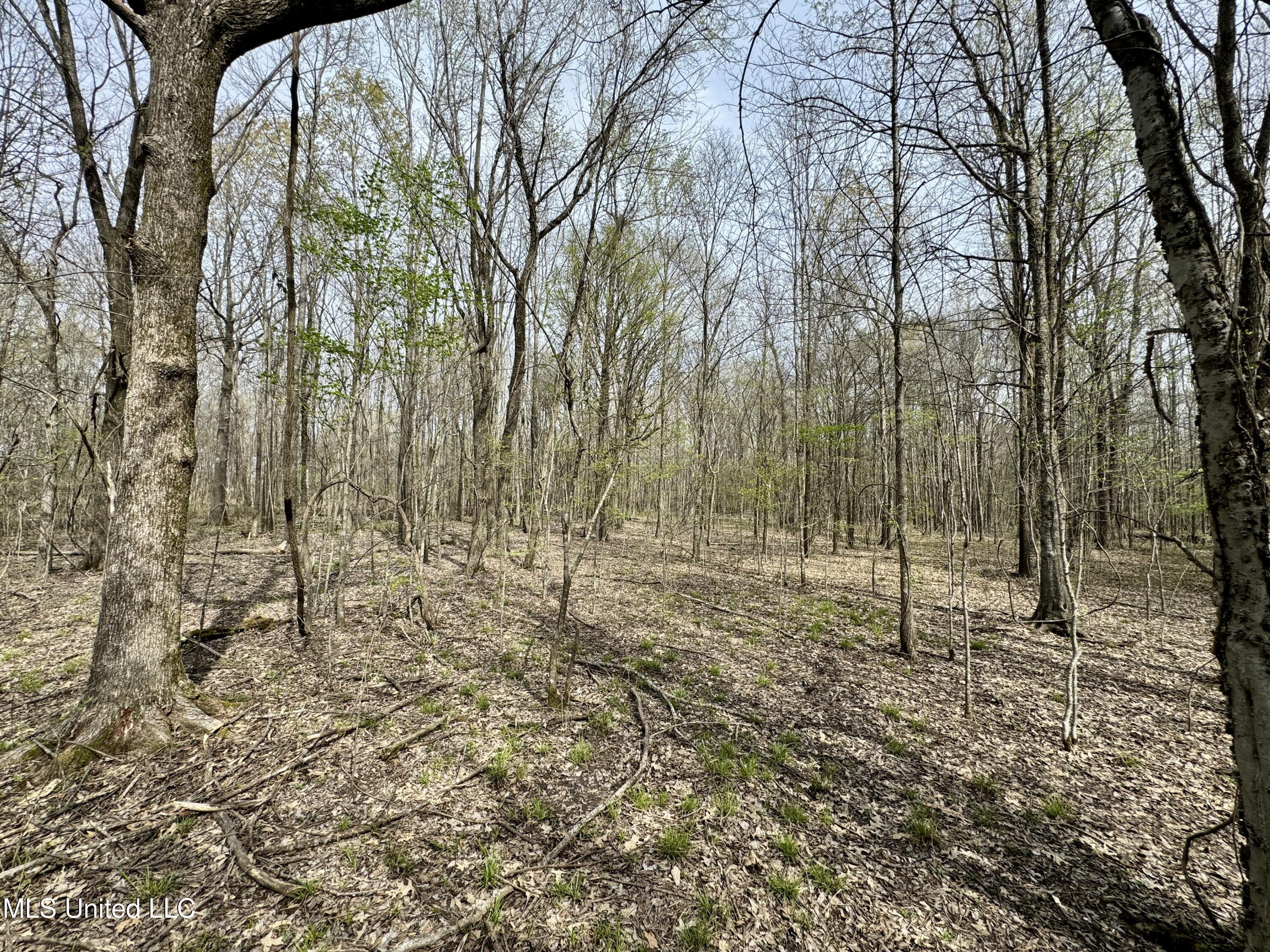 Turner Road, Ruleville, Mississippi image 11