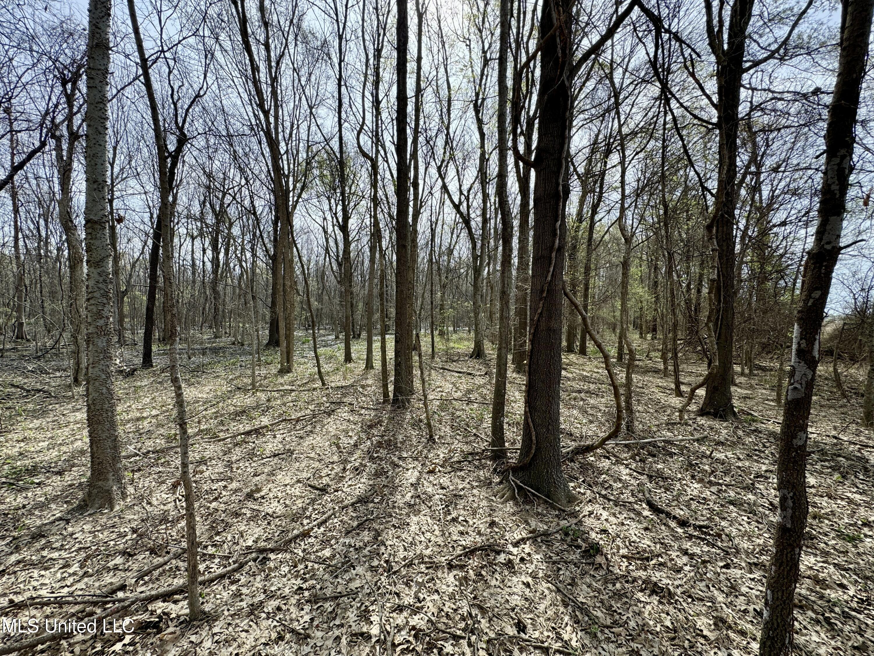 Turner Road, Ruleville, Mississippi image 5