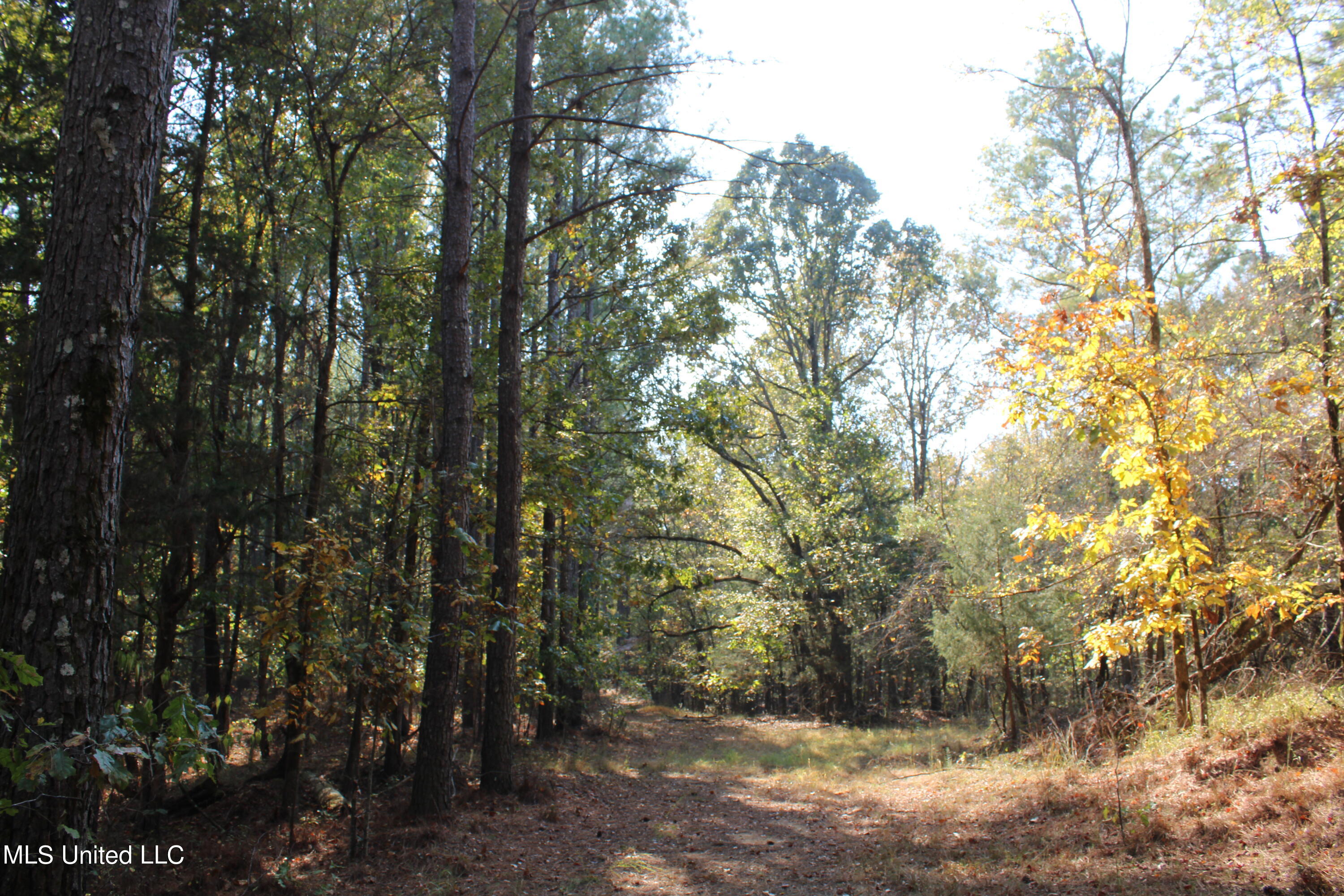 Cr 194, Coffeeville, Mississippi image 8