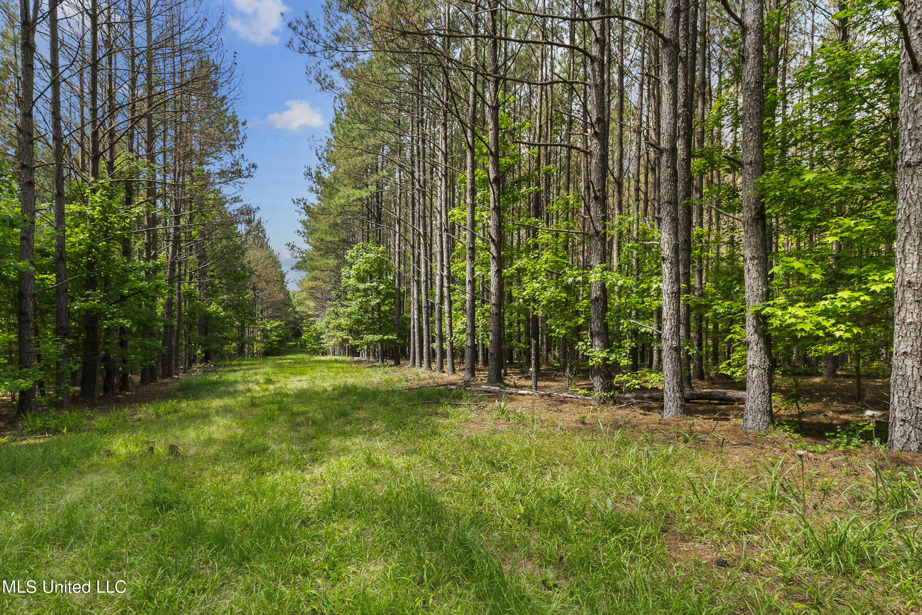 Spring Road, Flora, Mississippi image 3