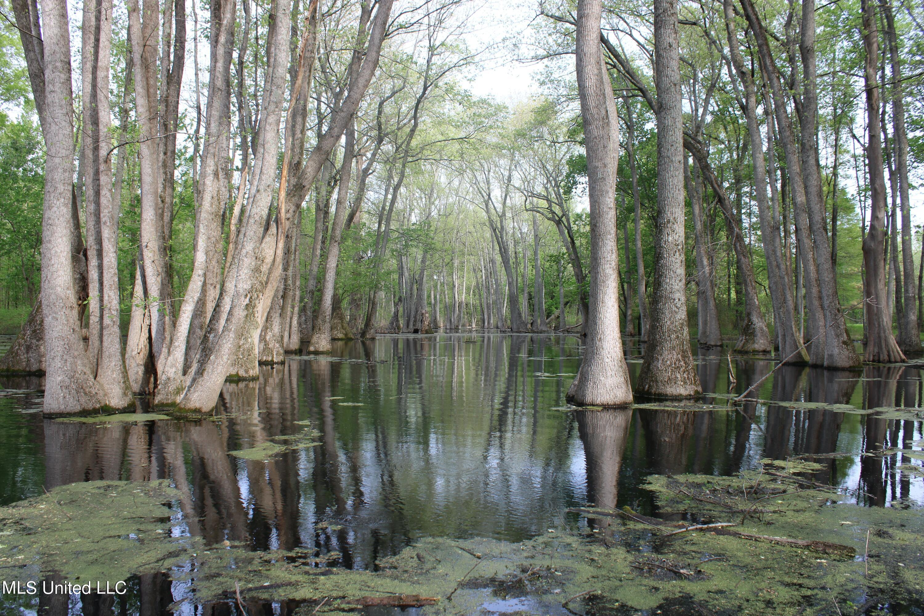 Hwy 7, Greenwood, Mississippi image 33