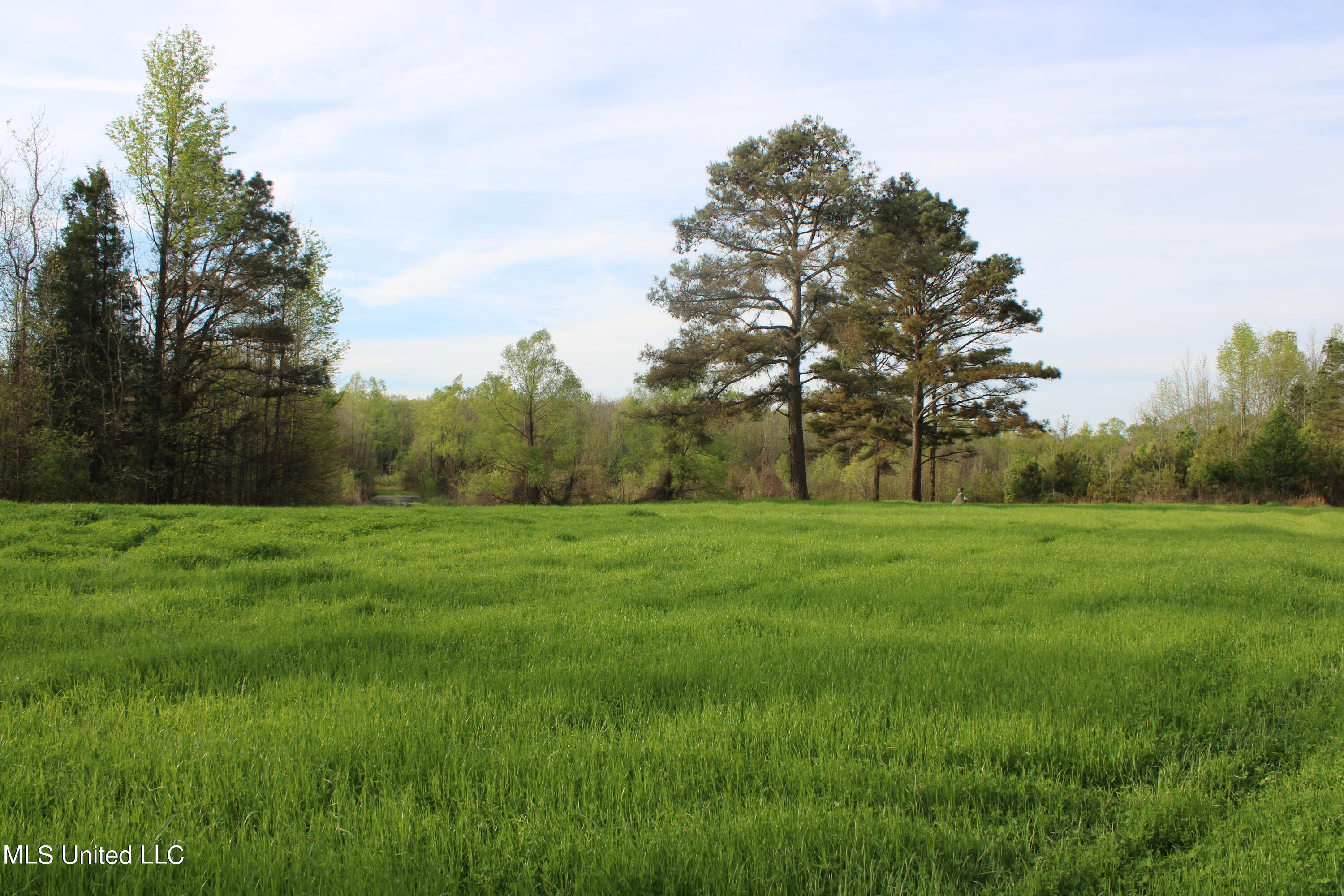 Hwy 7, Greenwood, Mississippi image 19