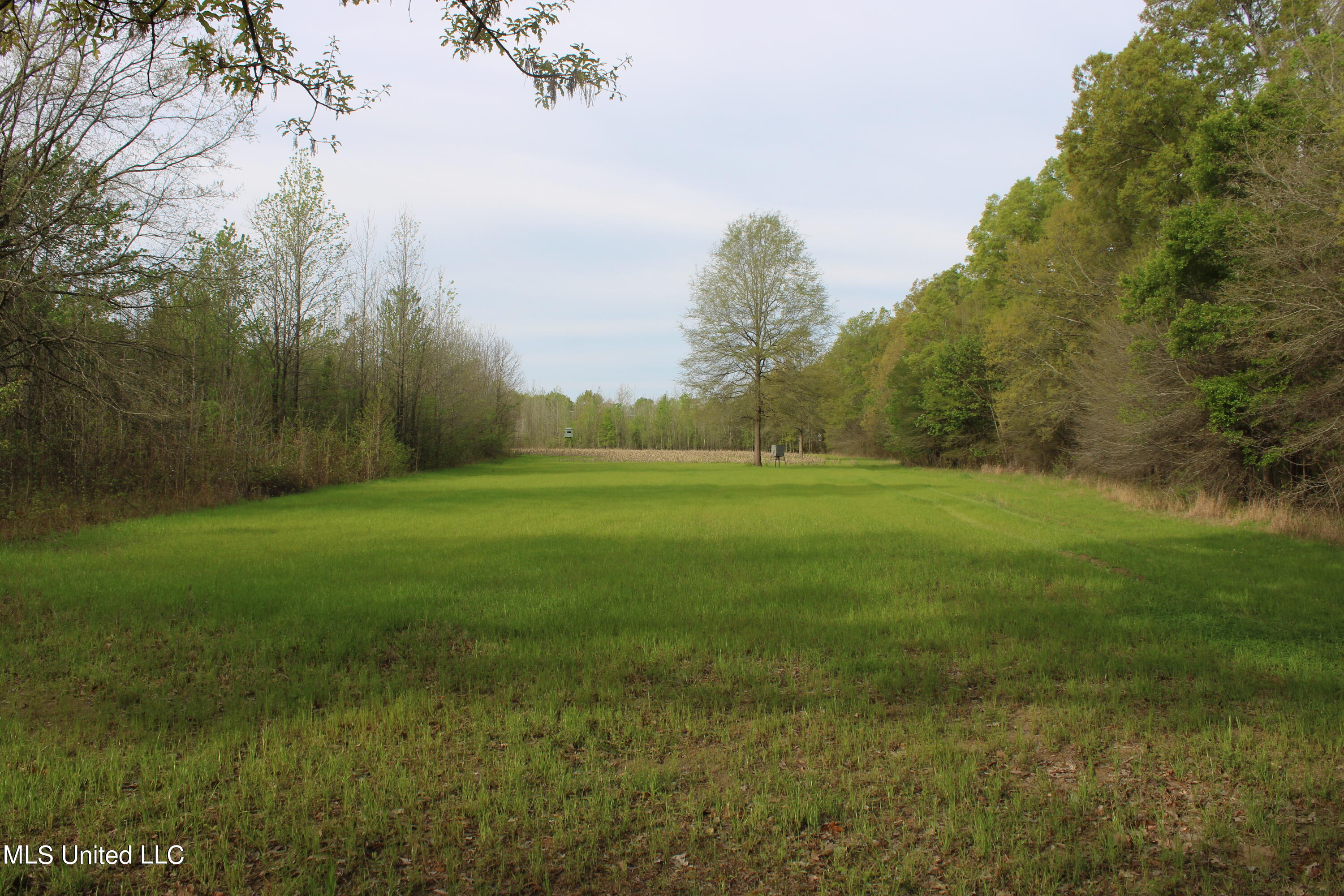 Hwy 7, Greenwood, Mississippi image 30