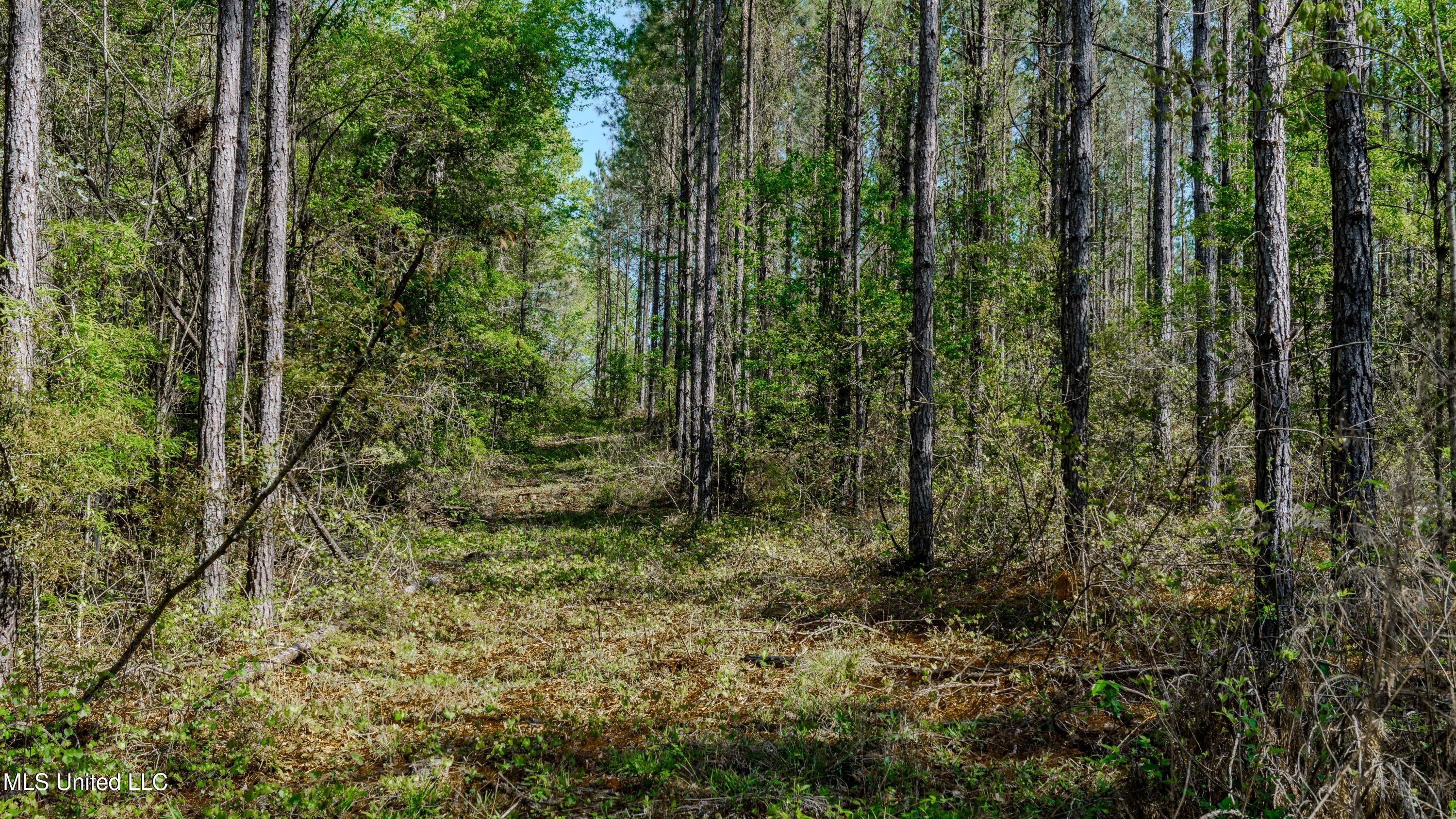 0000 Point Wanita Lake Road, Meridian, Mississippi image 11
