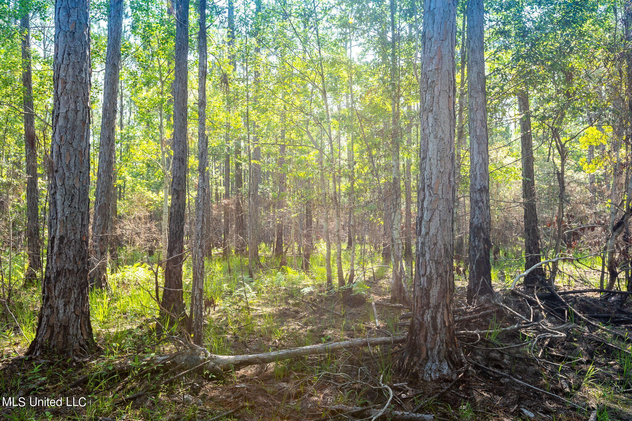 Lower Bay Road, Bay Saint Louis, Mississippi image 4