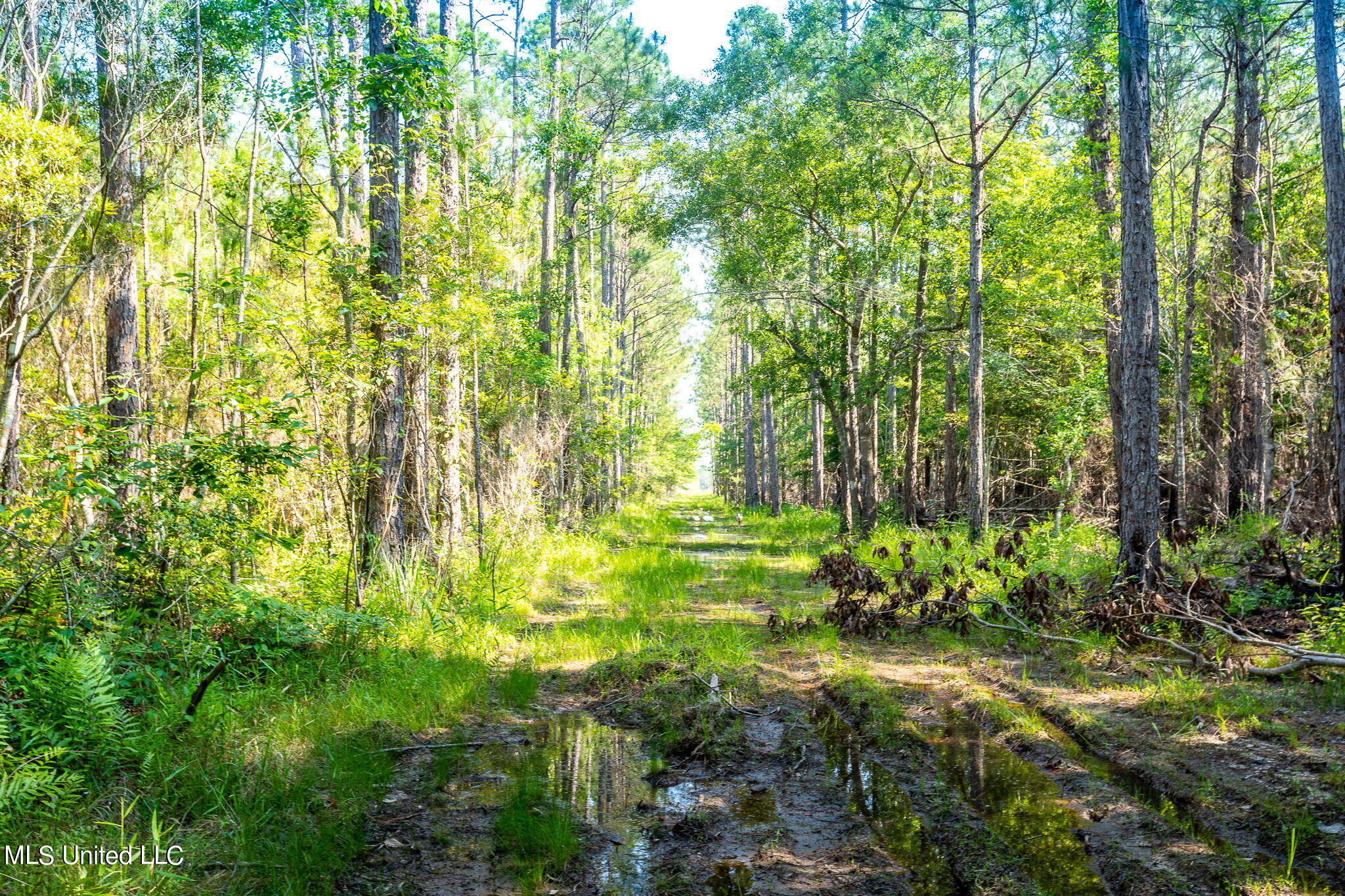 Lower Bay Road, Bay Saint Louis, Mississippi image 3