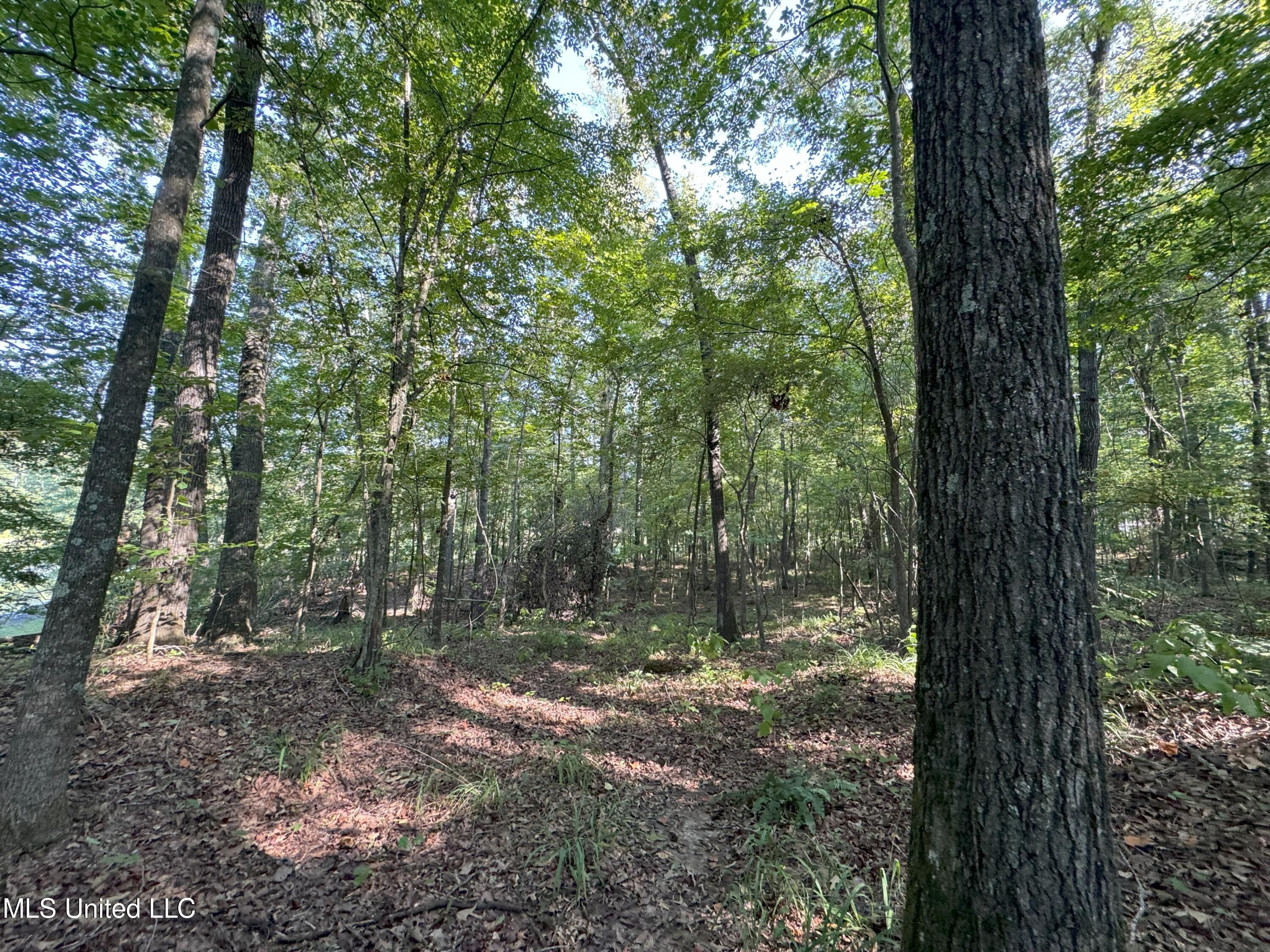 Pennebaker Road, Vicksburg, Mississippi image 5