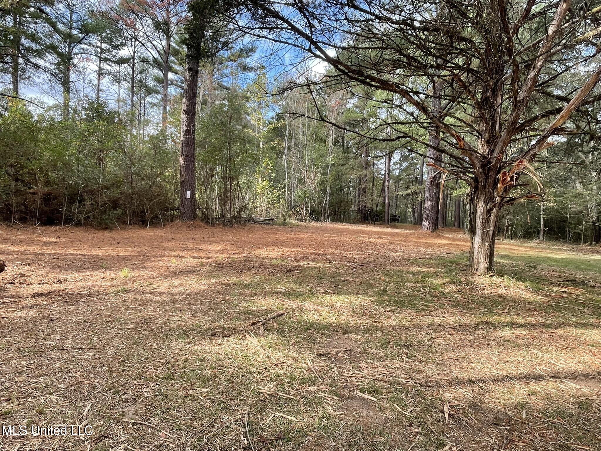 Lone Pine, Canton, Mississippi image 1