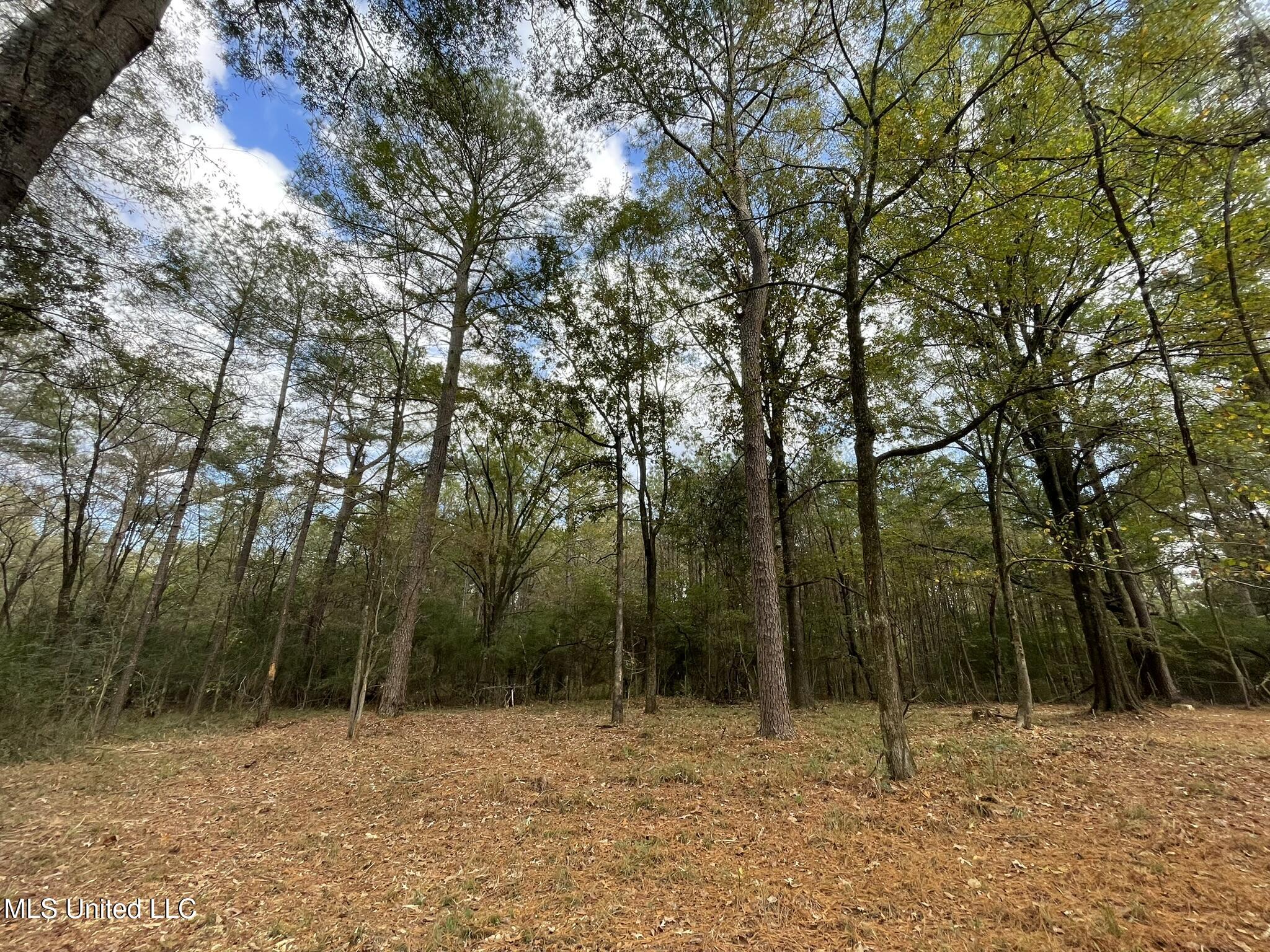 Lone Pine, Canton, Mississippi image 9