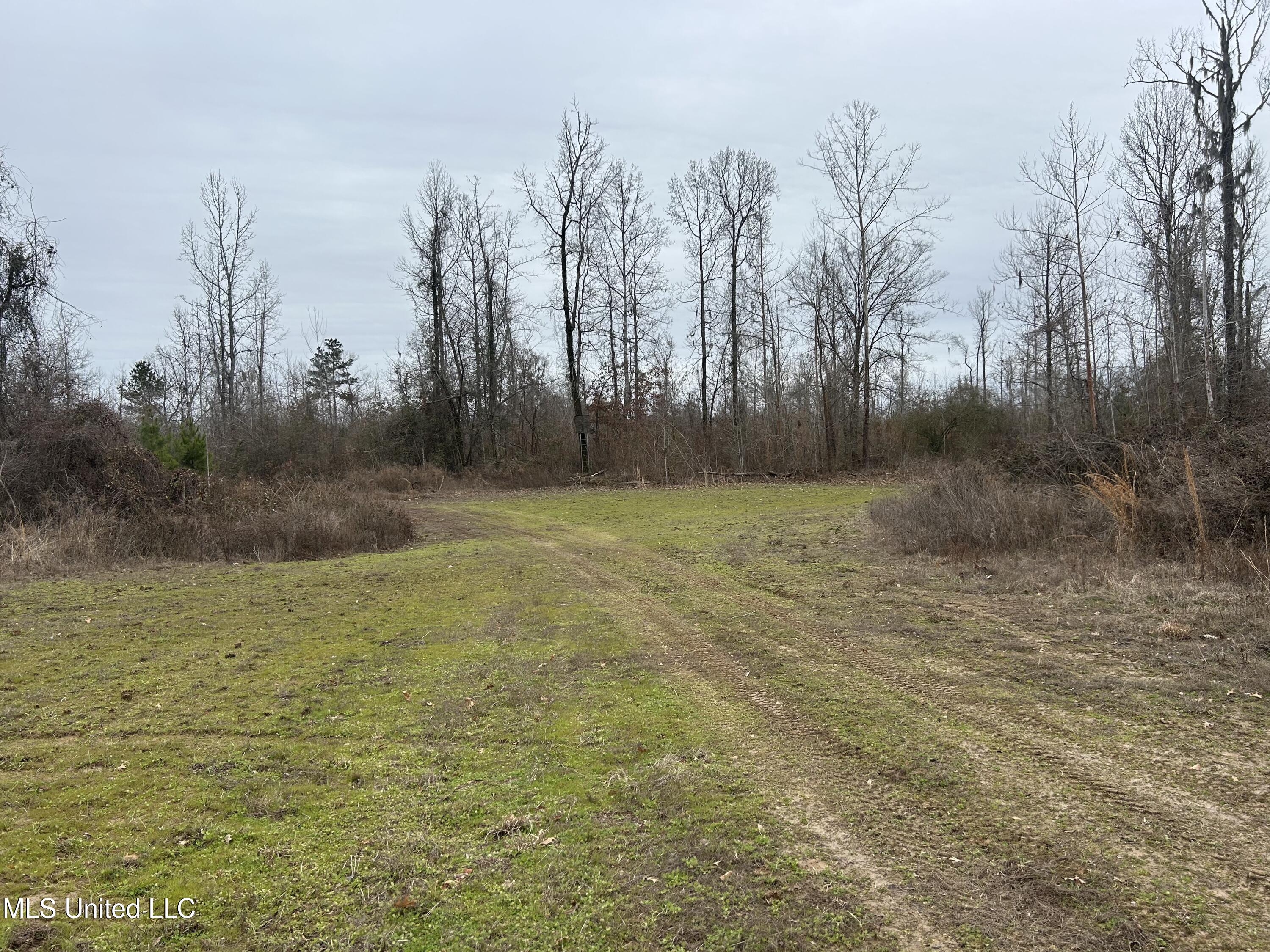 Campbell Swamp Road, Vicksburg, Mississippi image 7