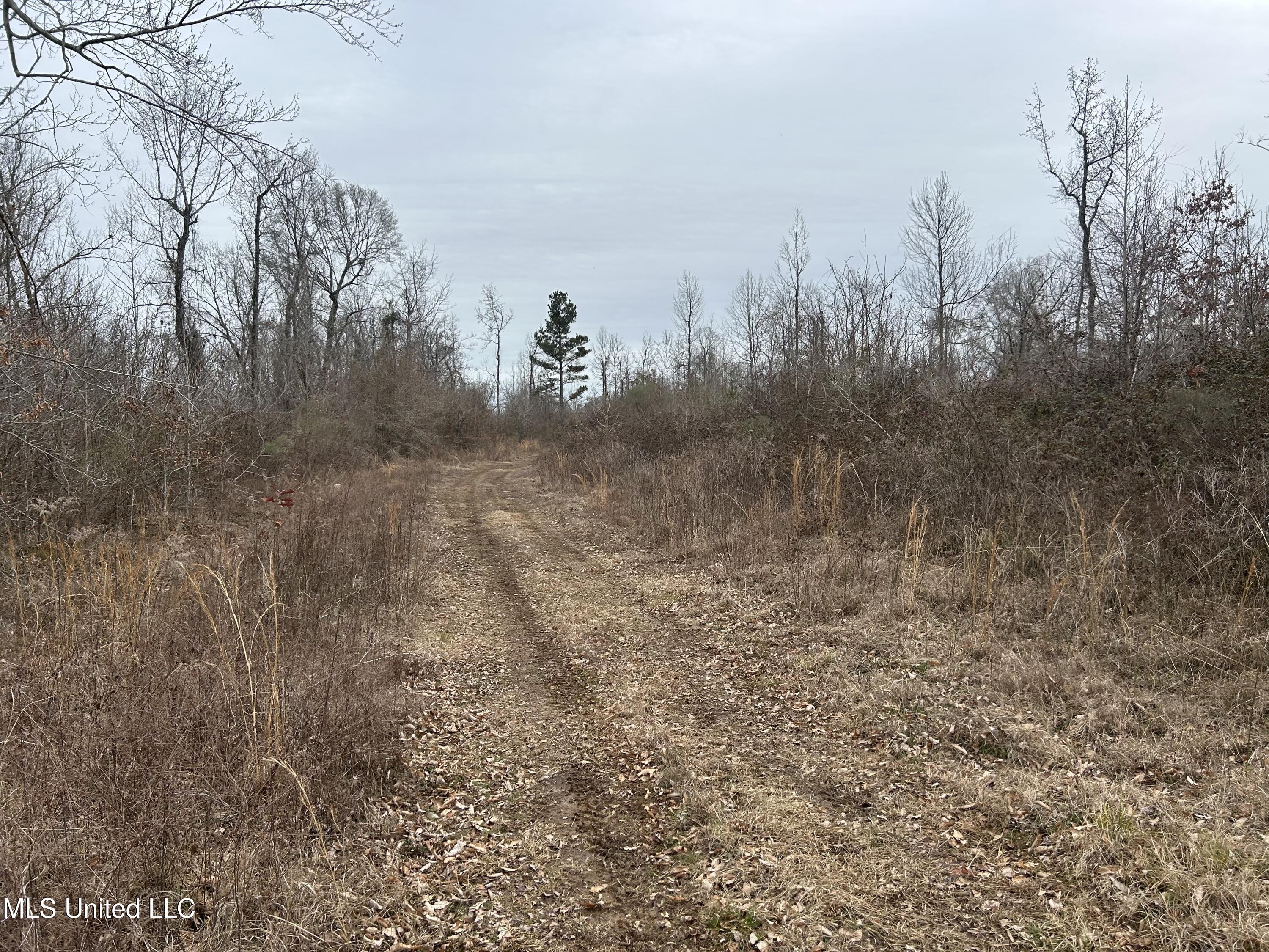 Campbell Swamp Road, Vicksburg, Mississippi image 5