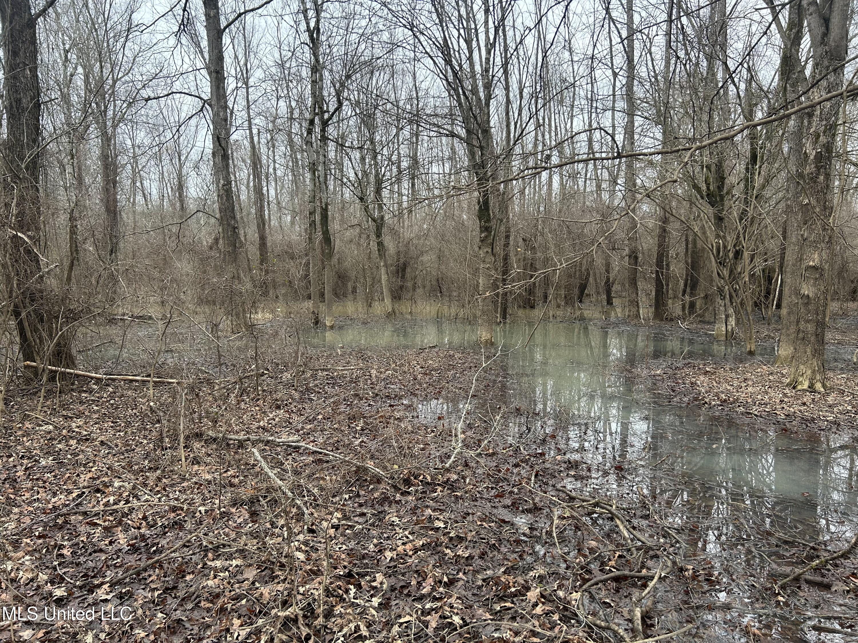 Campbell Swamp Road, Vicksburg, Mississippi image 12