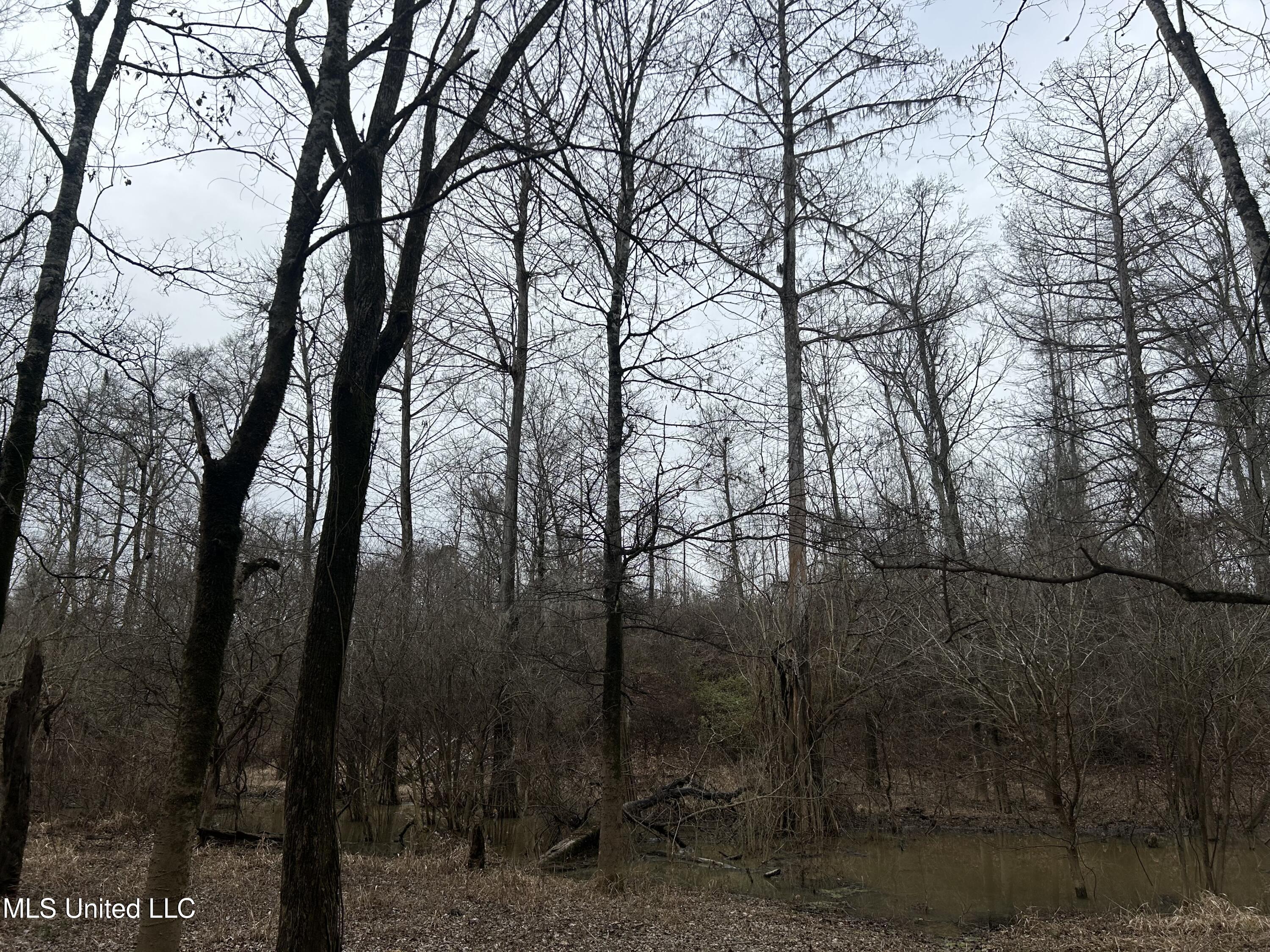 Campbell Swamp Road, Vicksburg, Mississippi image 11