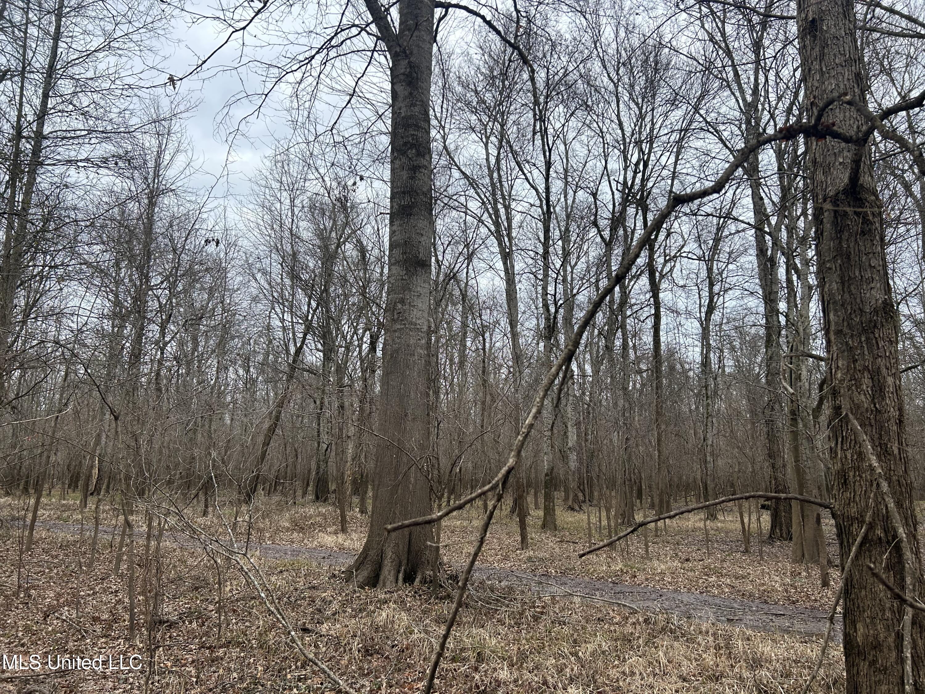 Campbell Swamp Road, Vicksburg, Mississippi image 37