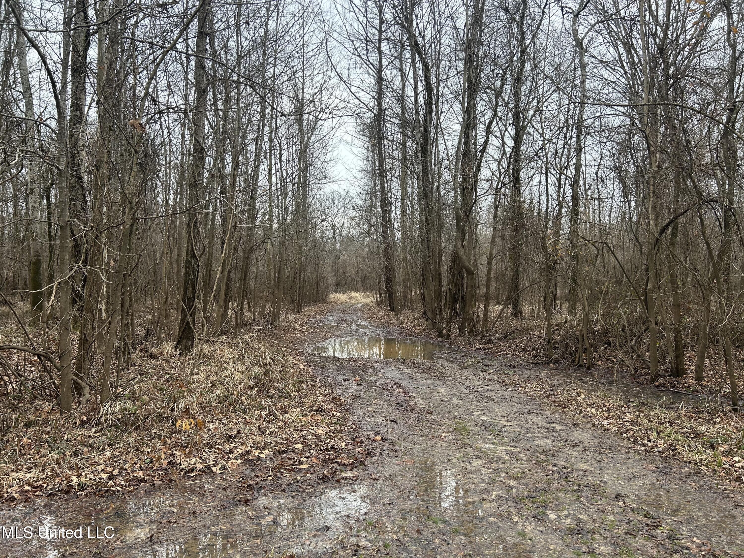 Campbell Swamp Road, Vicksburg, Mississippi image 36