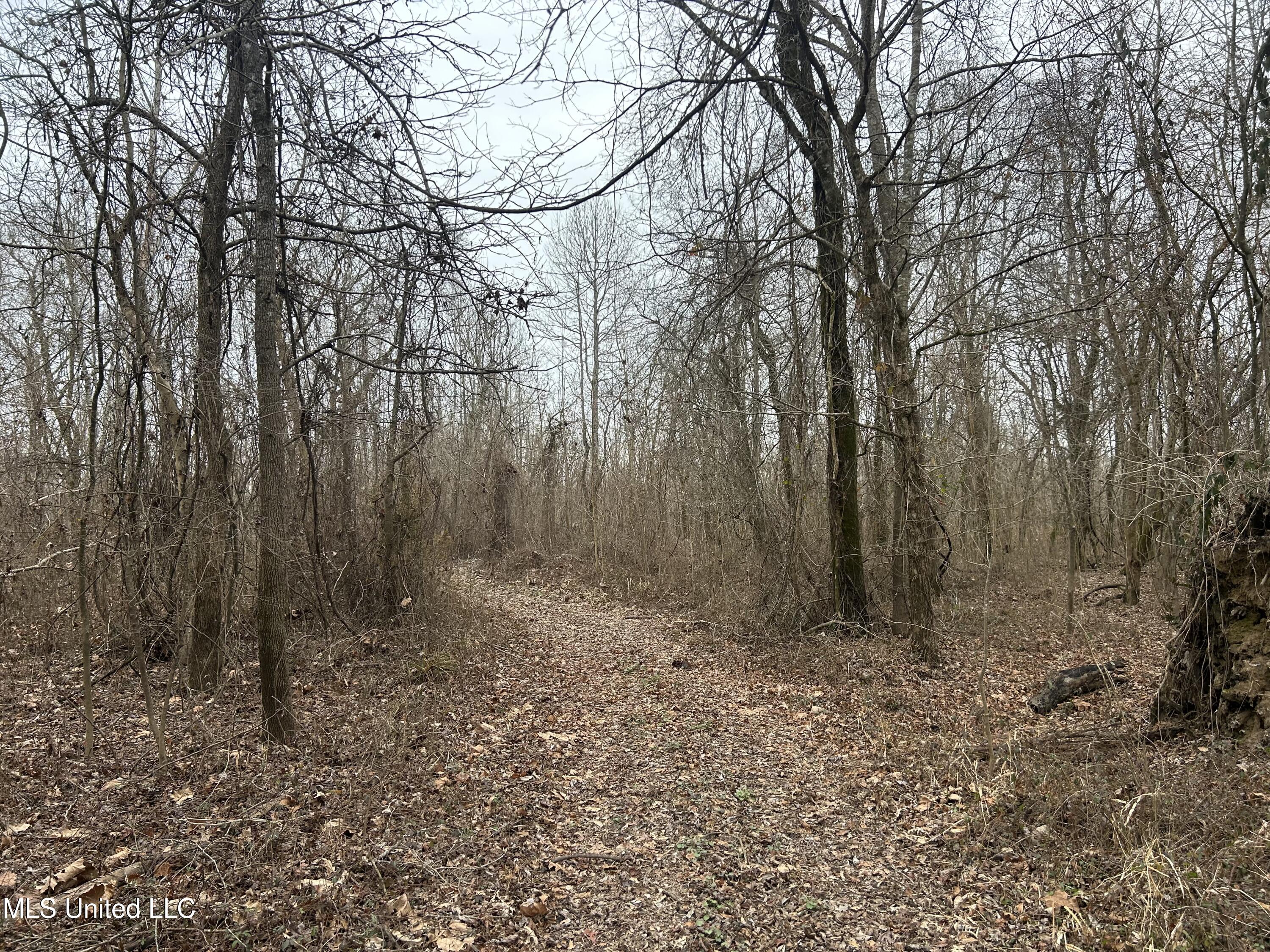 Campbell Swamp Road, Vicksburg, Mississippi image 18