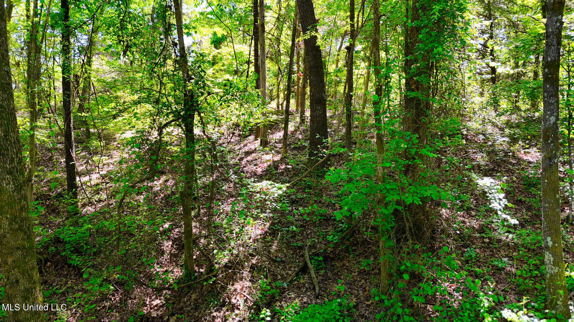 Beck Springs Road, Holly Springs, Mississippi image 11