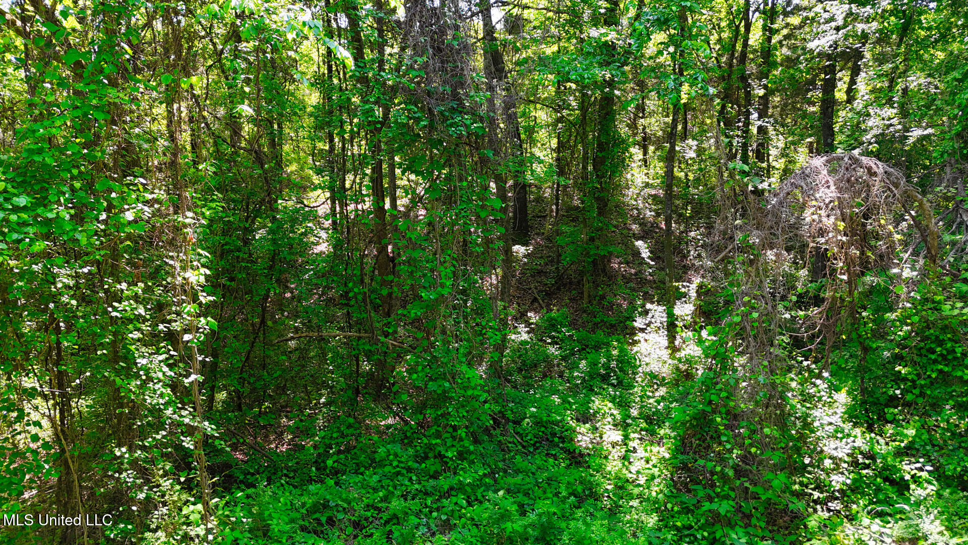 Beck Springs Road, Holly Springs, Mississippi image 10