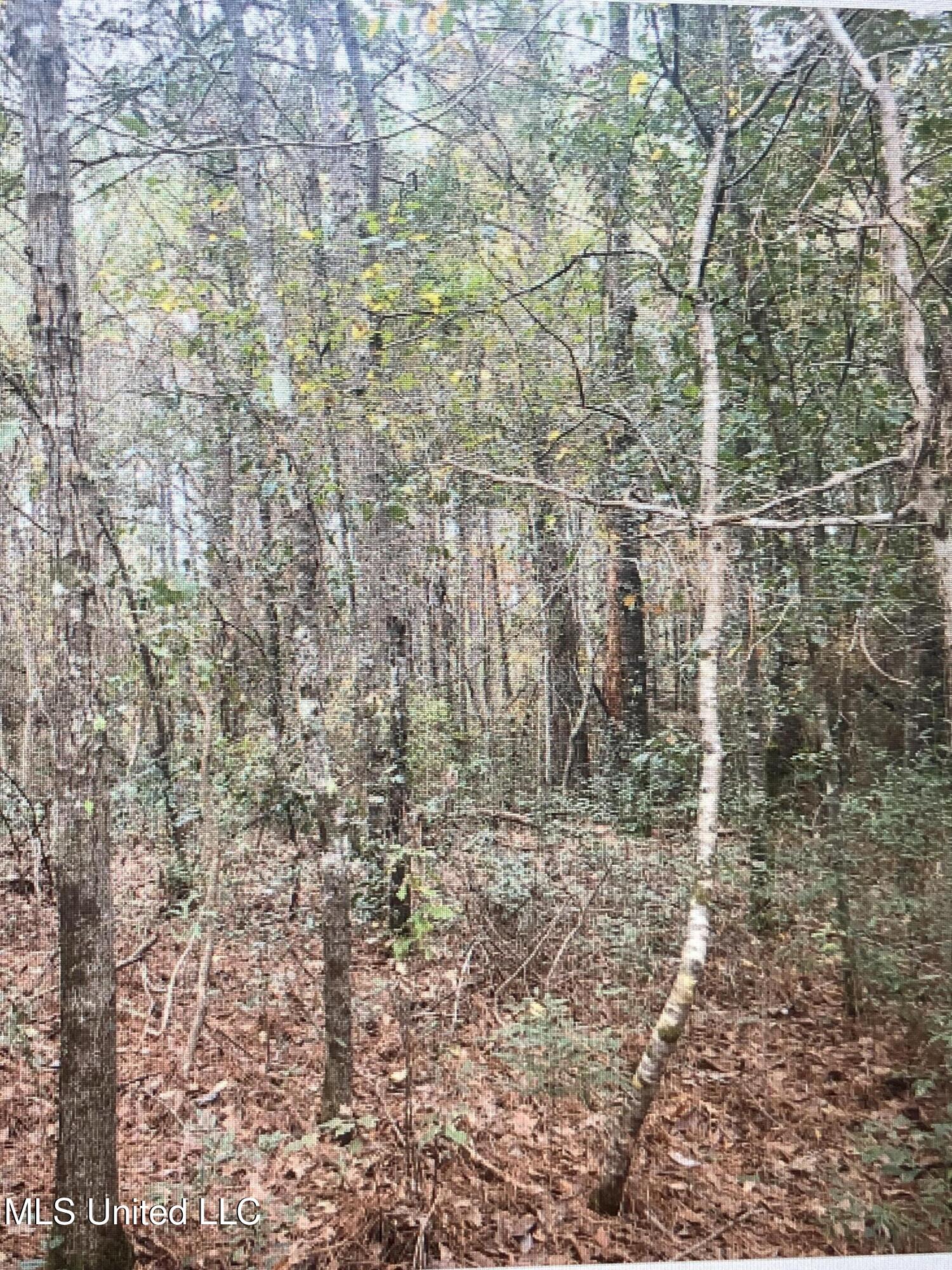 Lassabe Road, Long Beach, Mississippi image 5