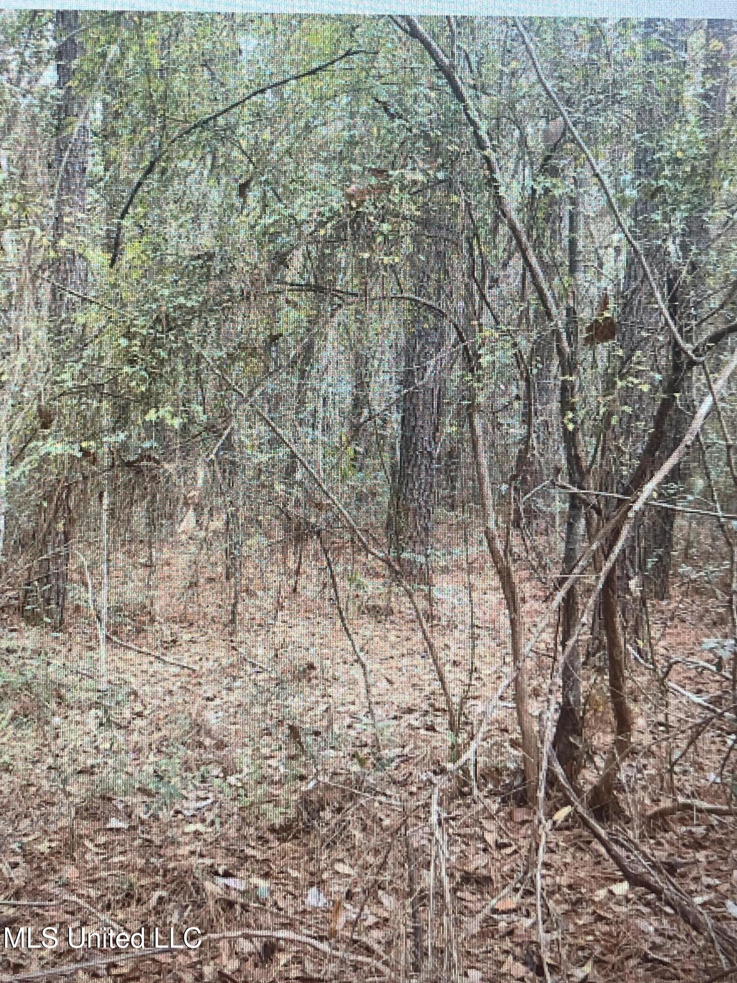 Lassabe Road, Long Beach, Mississippi image 6