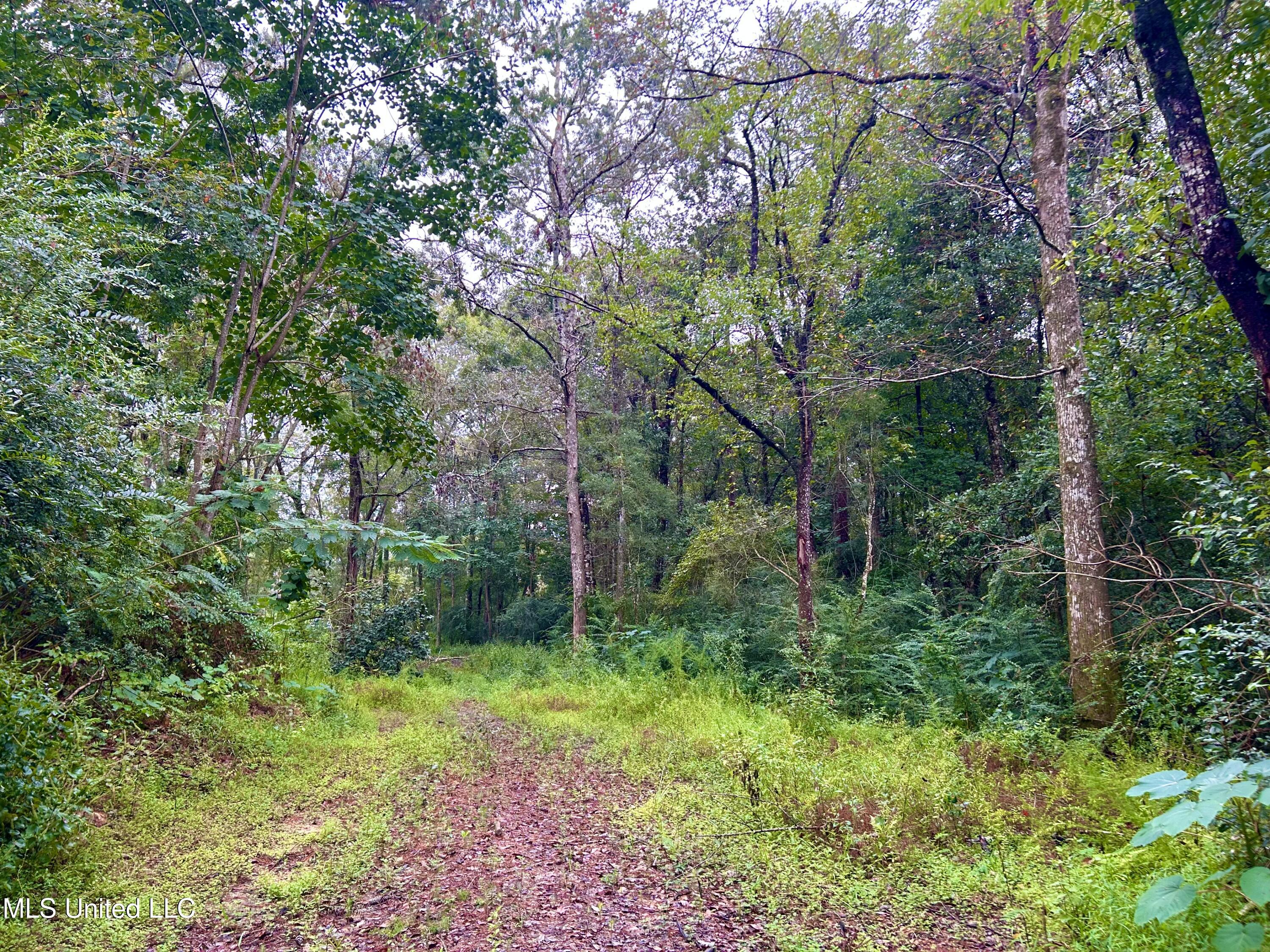 Tbd Campground Rd/ Indian Lane, Vancleave, Mississippi image 17