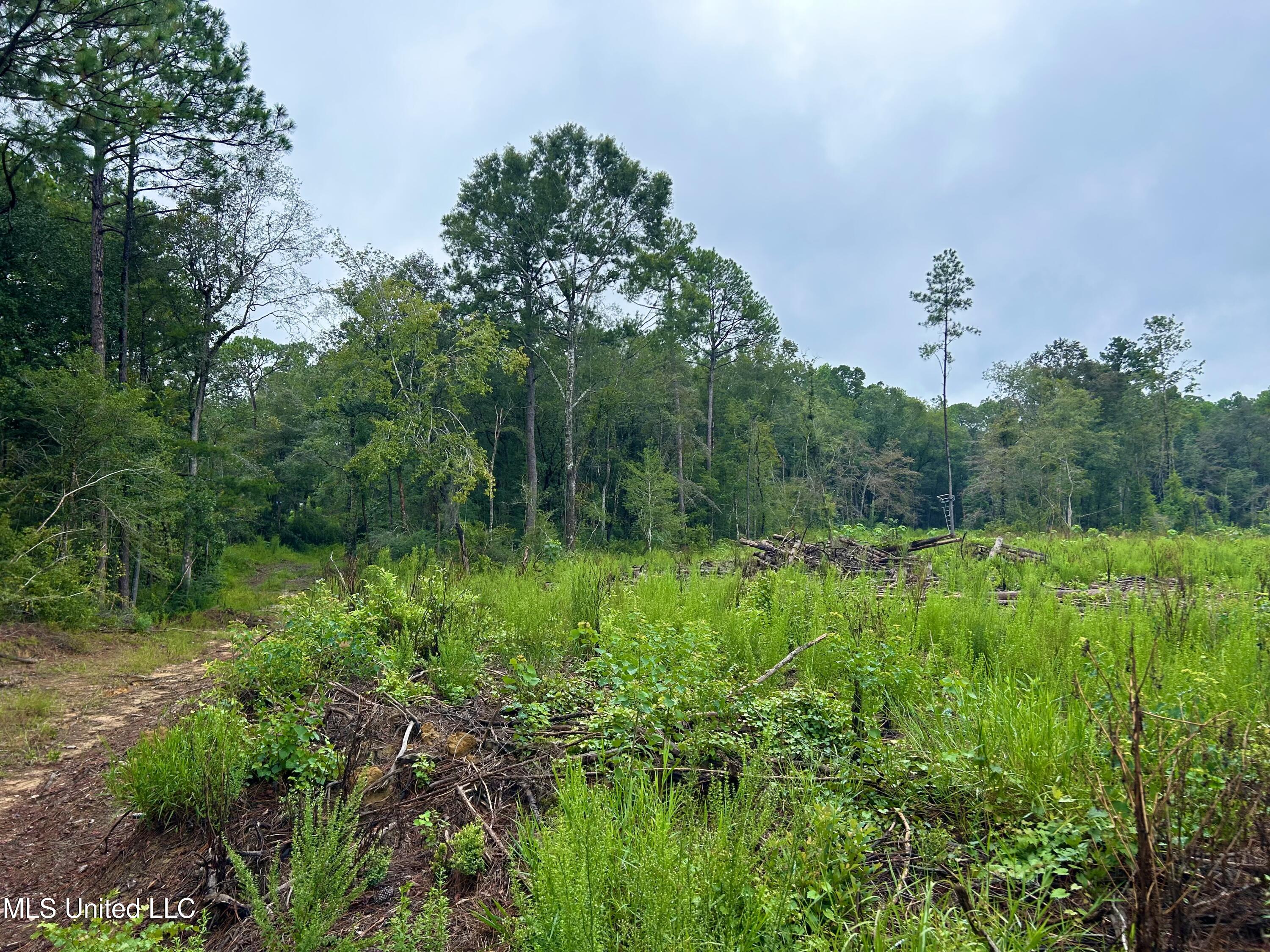 Tbd Campground Rd/ Indian Lane, Vancleave, Mississippi image 19