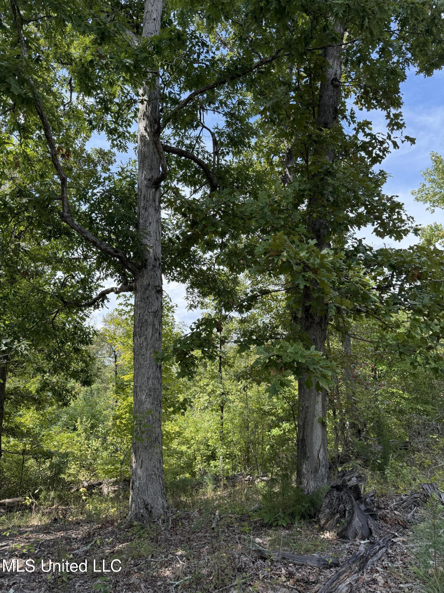 Highway 51, Winona, Mississippi image 8