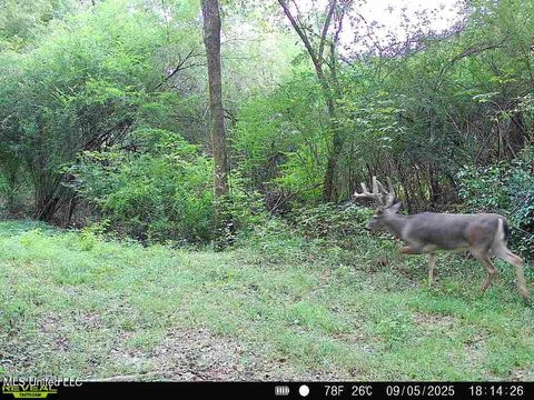 Vacant Land For Sale - 00 E Old Hwy 80<br/> Morton, MS 39117