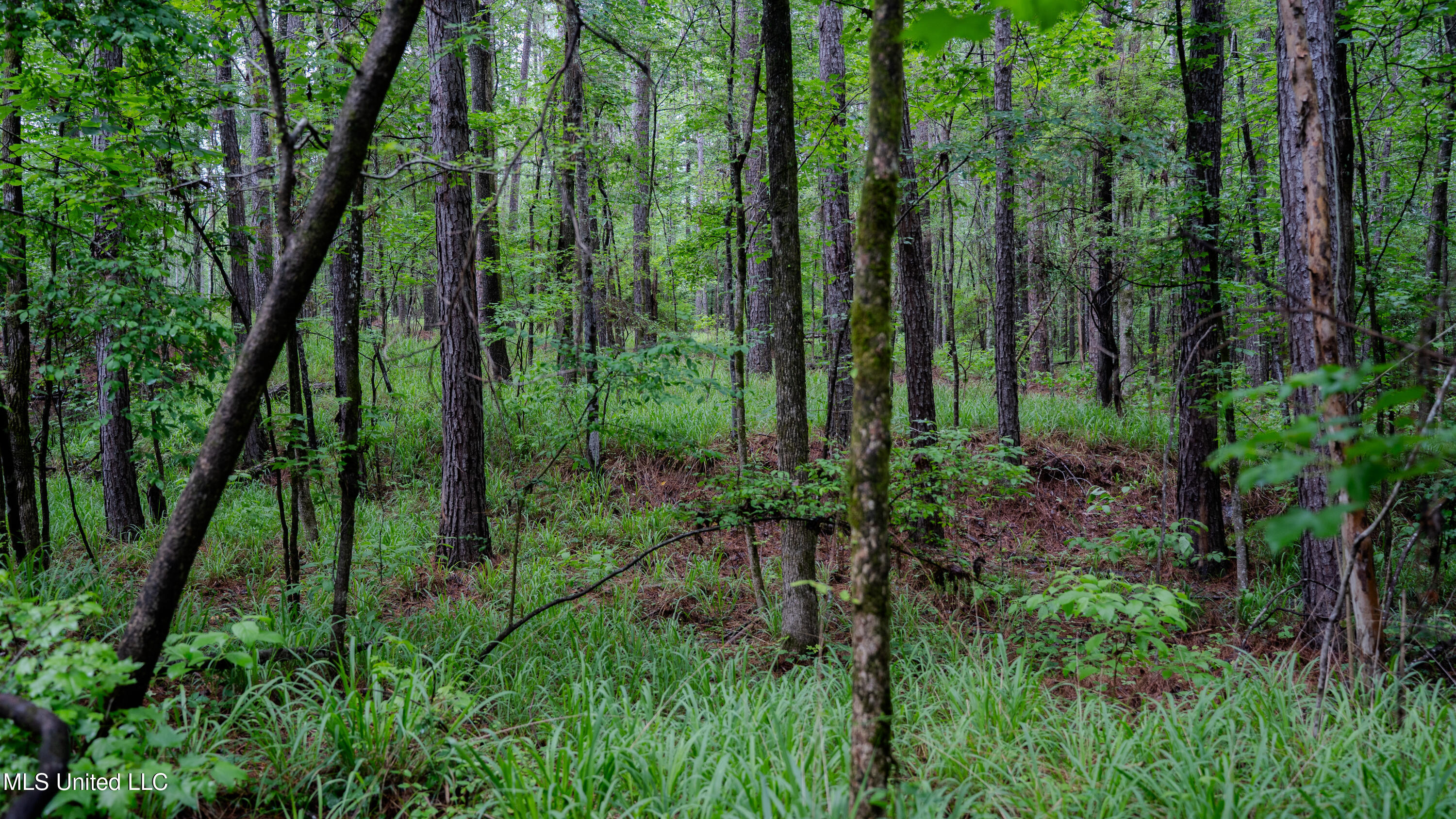 0000 Henderson Road, Jackson, Mississippi image 37