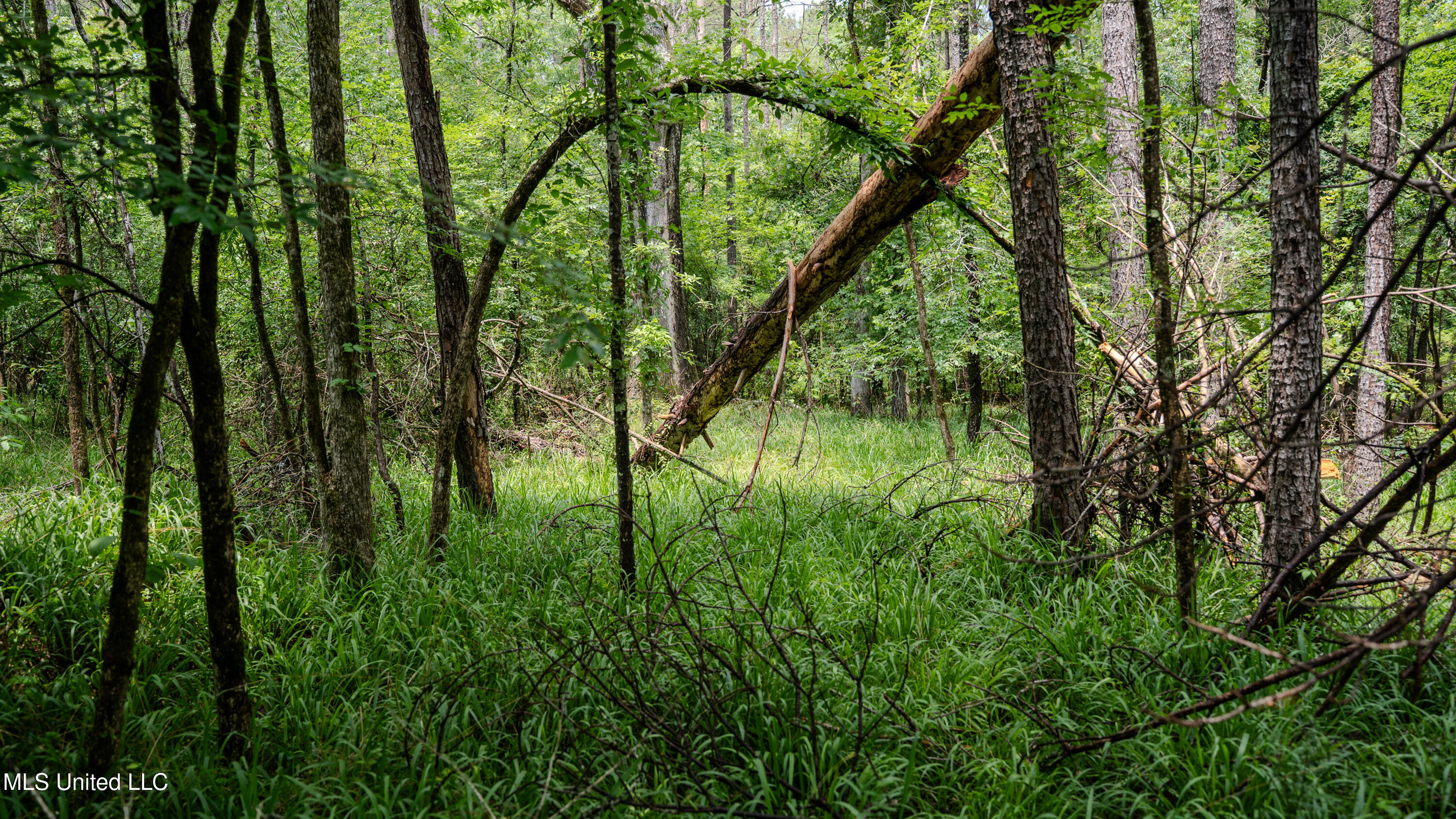 0000 Henderson Road, Jackson, Mississippi image 19