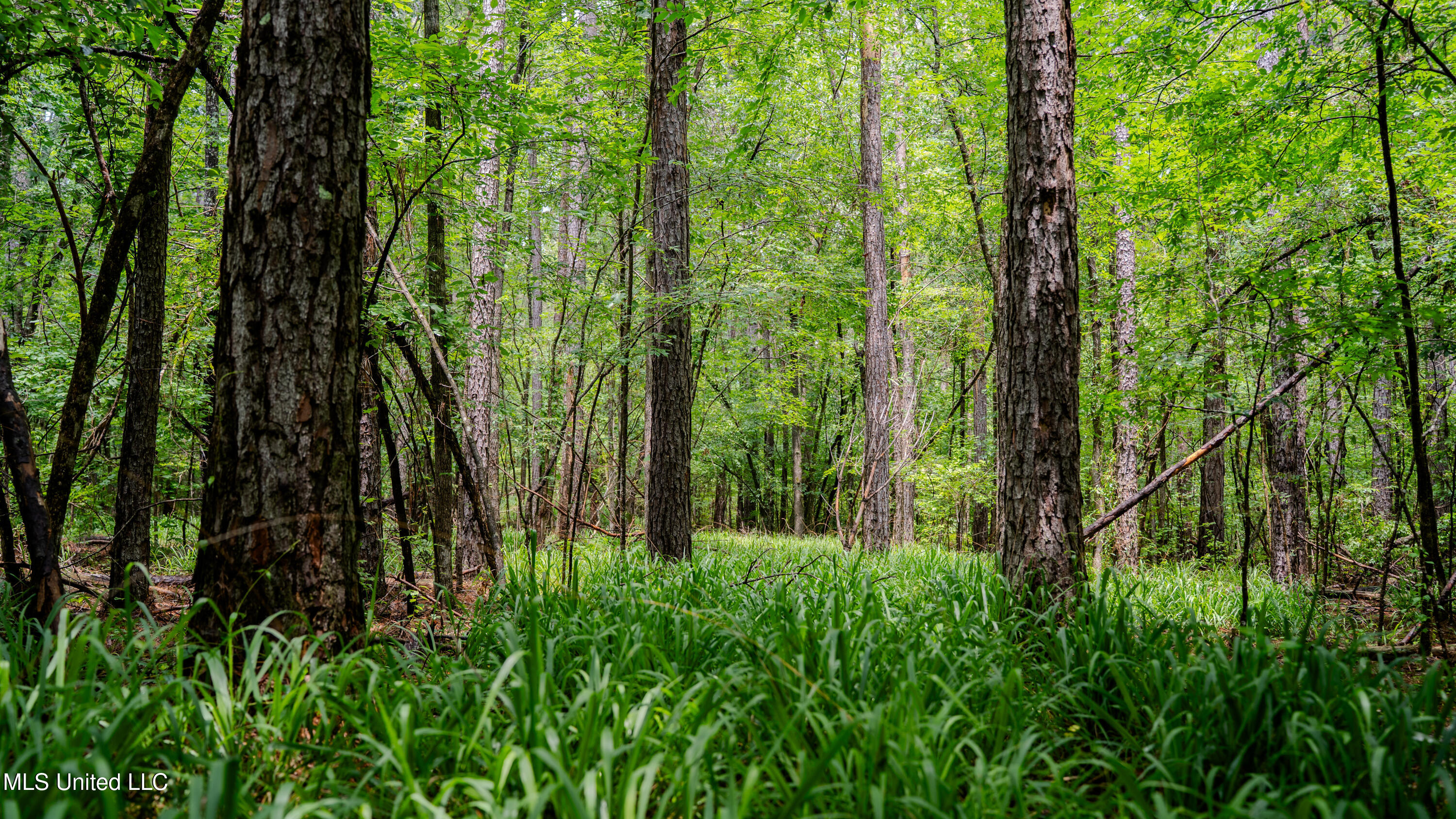 0000 Henderson Road, Jackson, Mississippi image 17