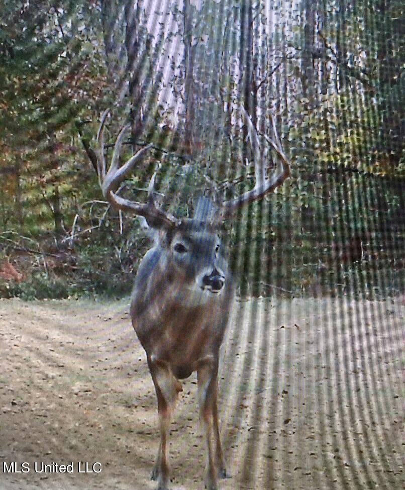 0001 Anding Oil City Road, Bentonia, Mississippi image 13