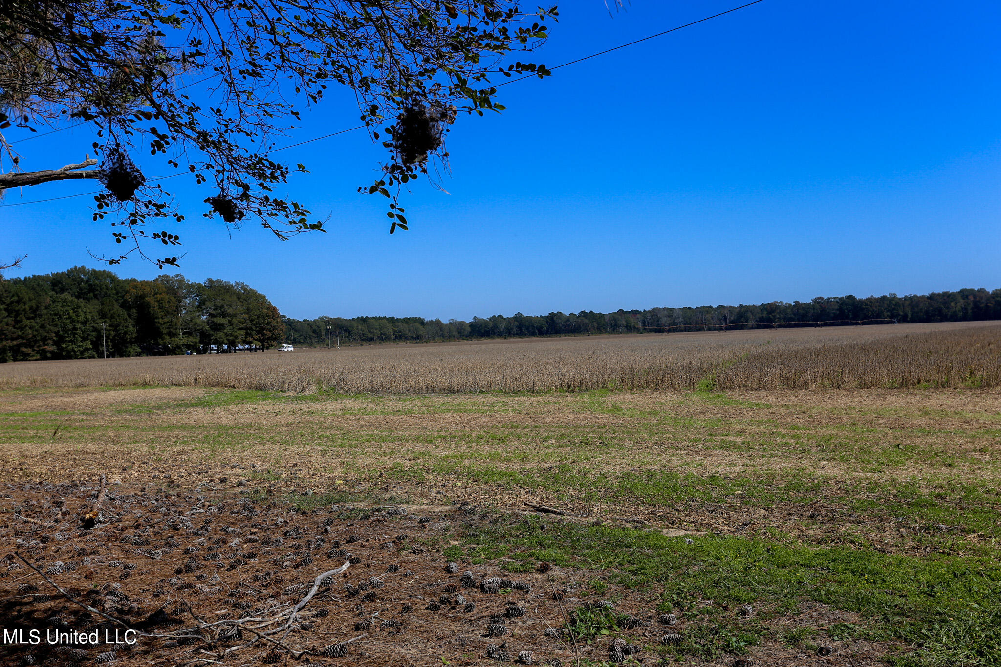 2088 Swamp Lane, Hazlehurst, Mississippi image 16