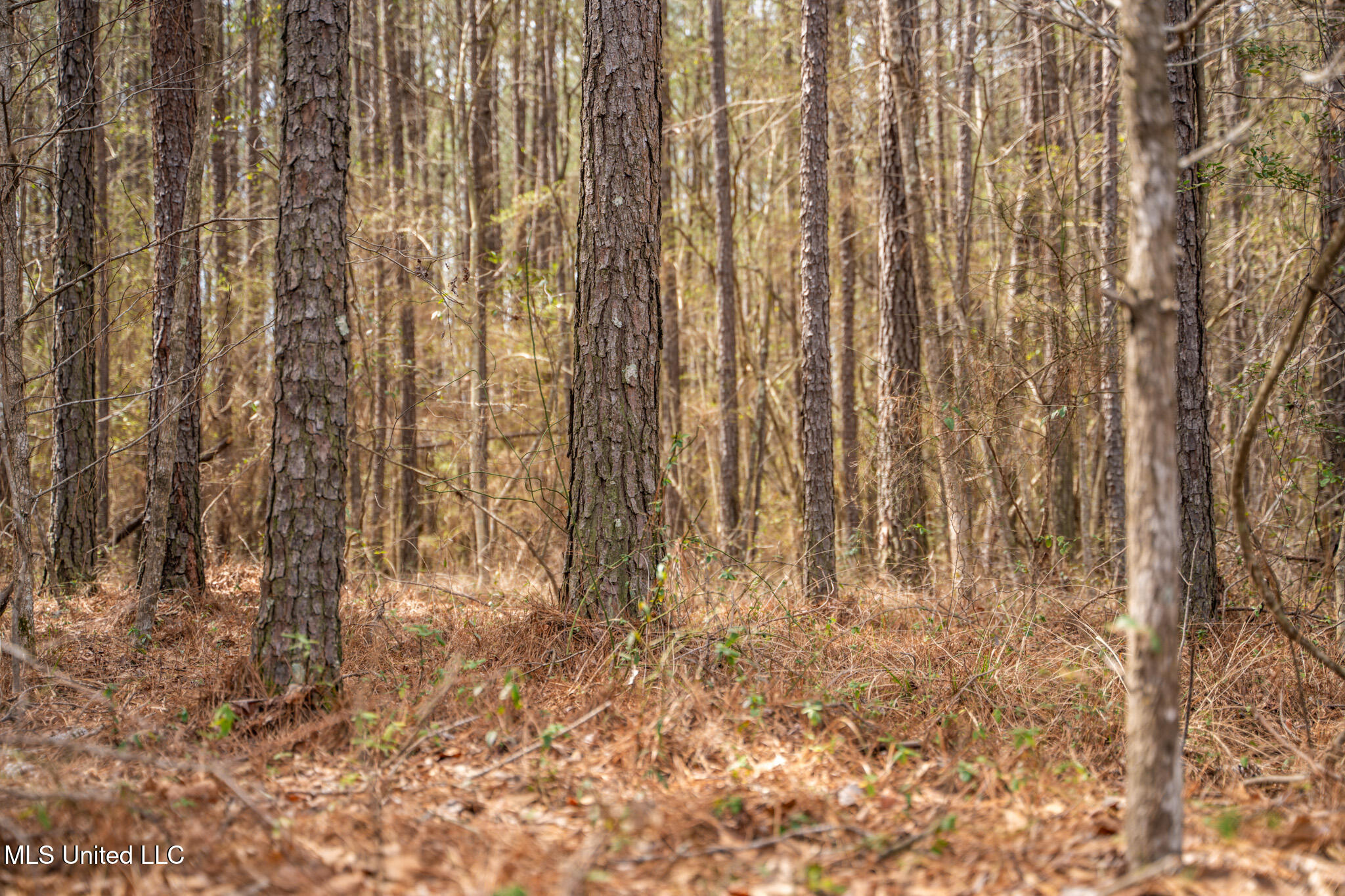 Hwy 49, Mendenhall, Mississippi image 10