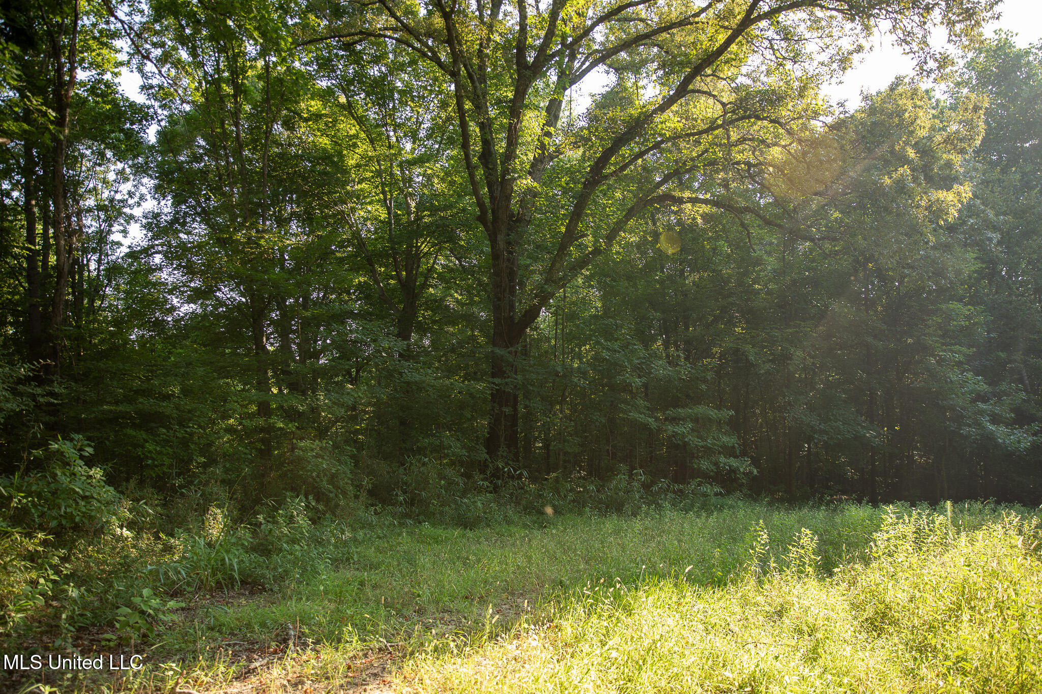 2286 Rosebank Mount Olive Rd Road, Lexington, Mississippi image 35