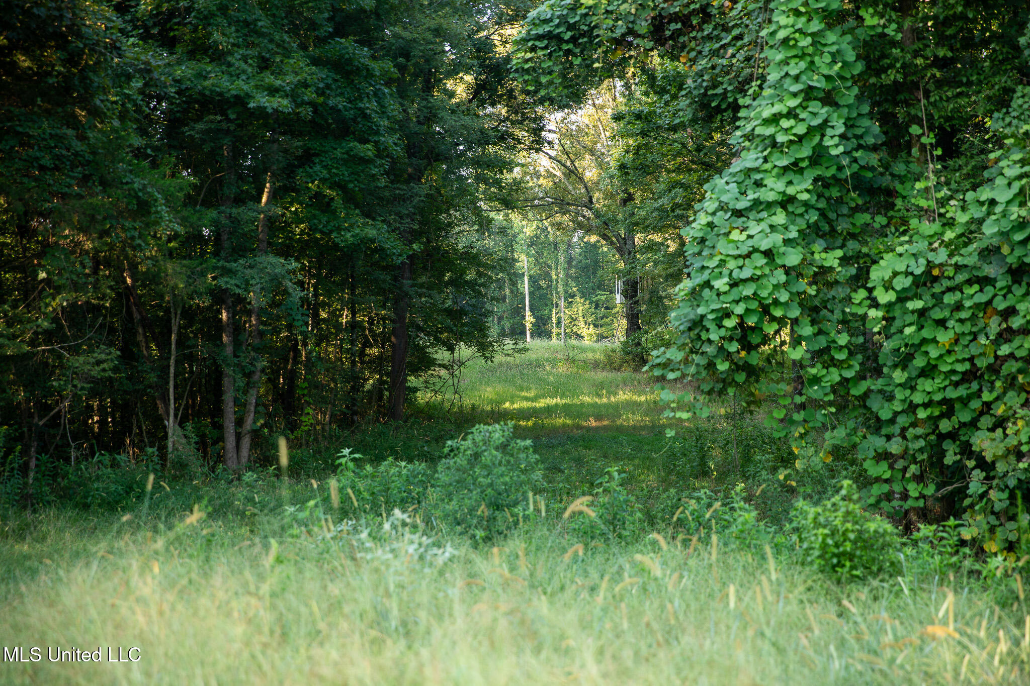 2286 Rosebank Mount Olive Rd Road, Lexington, Mississippi image 43