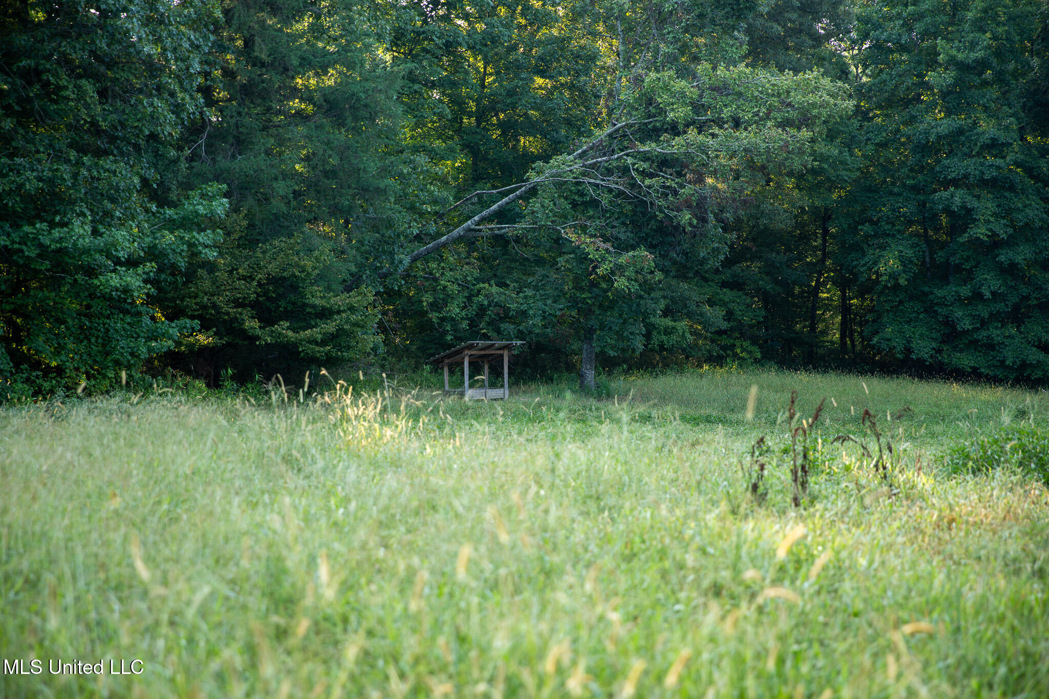 2286 Rosebank Mount Olive Rd Road, Lexington, Mississippi image 34