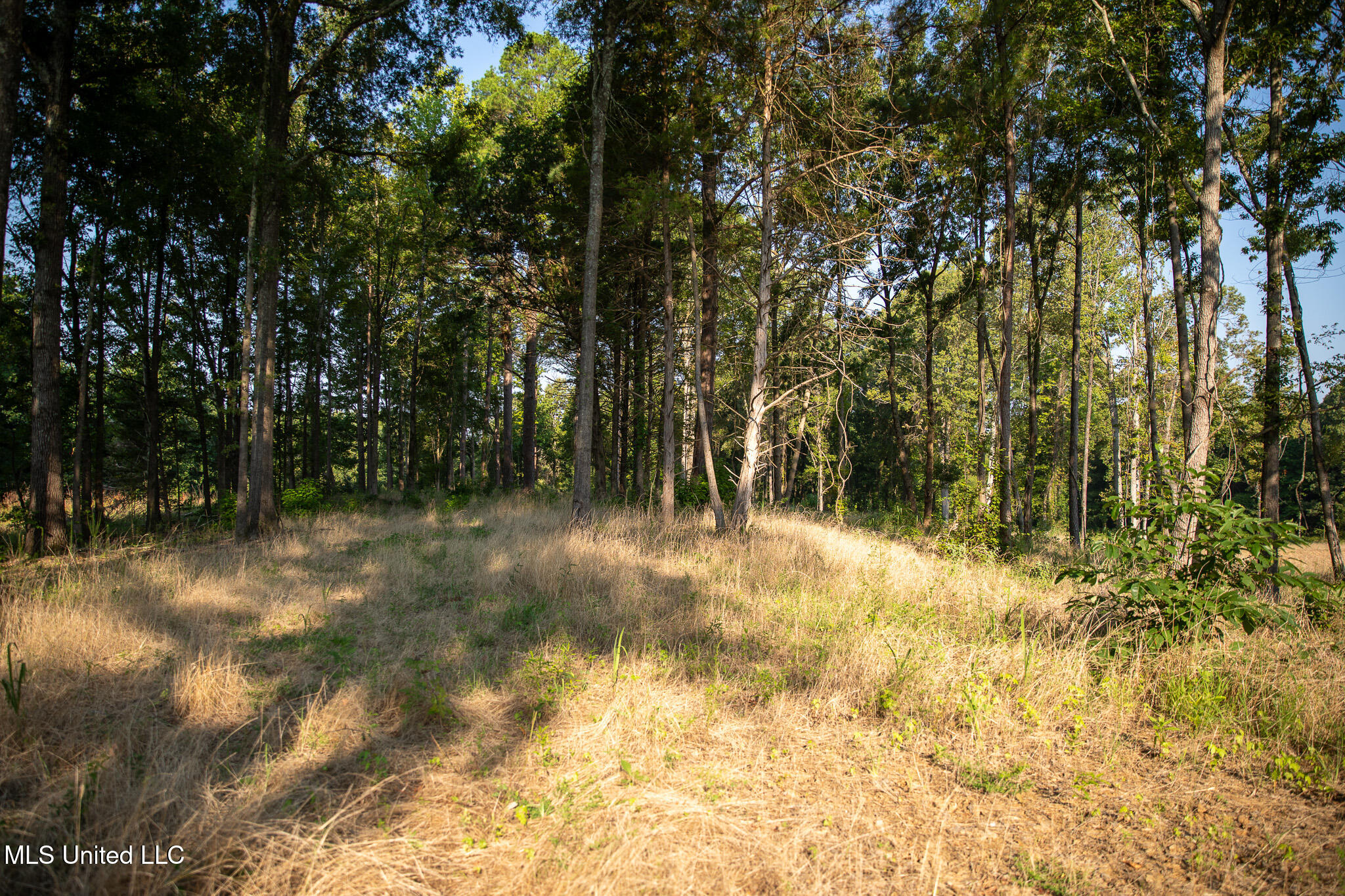 2286 Rosebank Mount Olive Rd Road, Lexington, Mississippi image 30