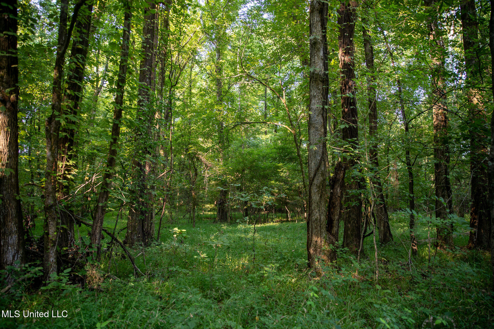 2286 Rosebank Mount Olive Rd Road, Lexington, Mississippi image 5
