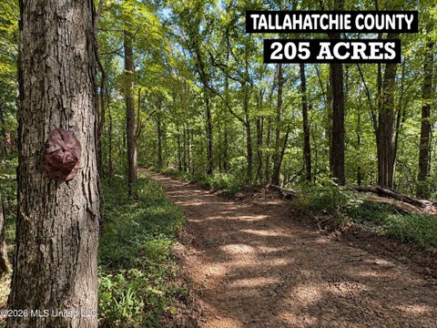 Vacant Land For Sale - 173 Cascilla Road<br/> Cascilla, MS 38920