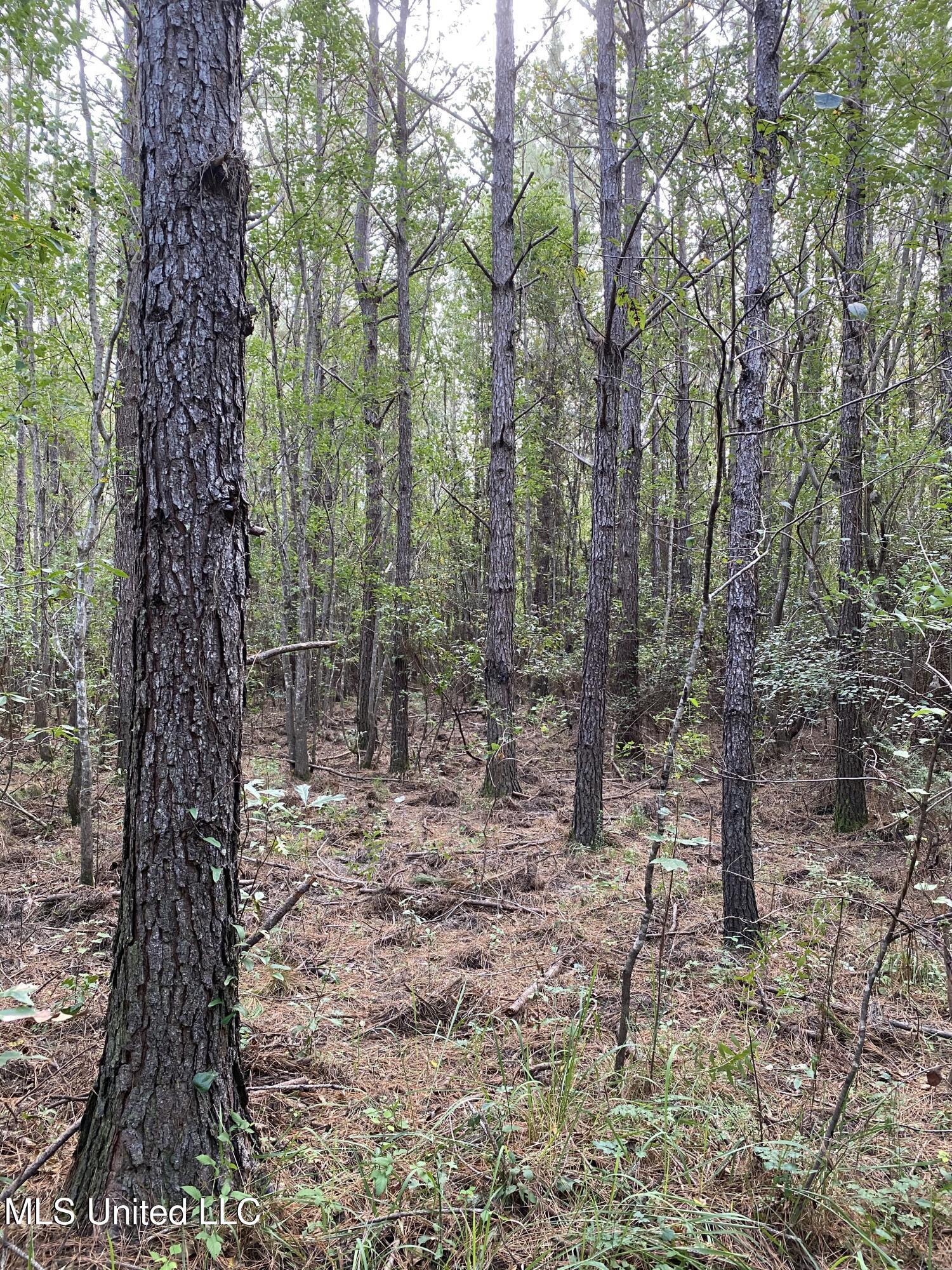 Big Cedar Creek Road, Lucedale, Mississippi image 16