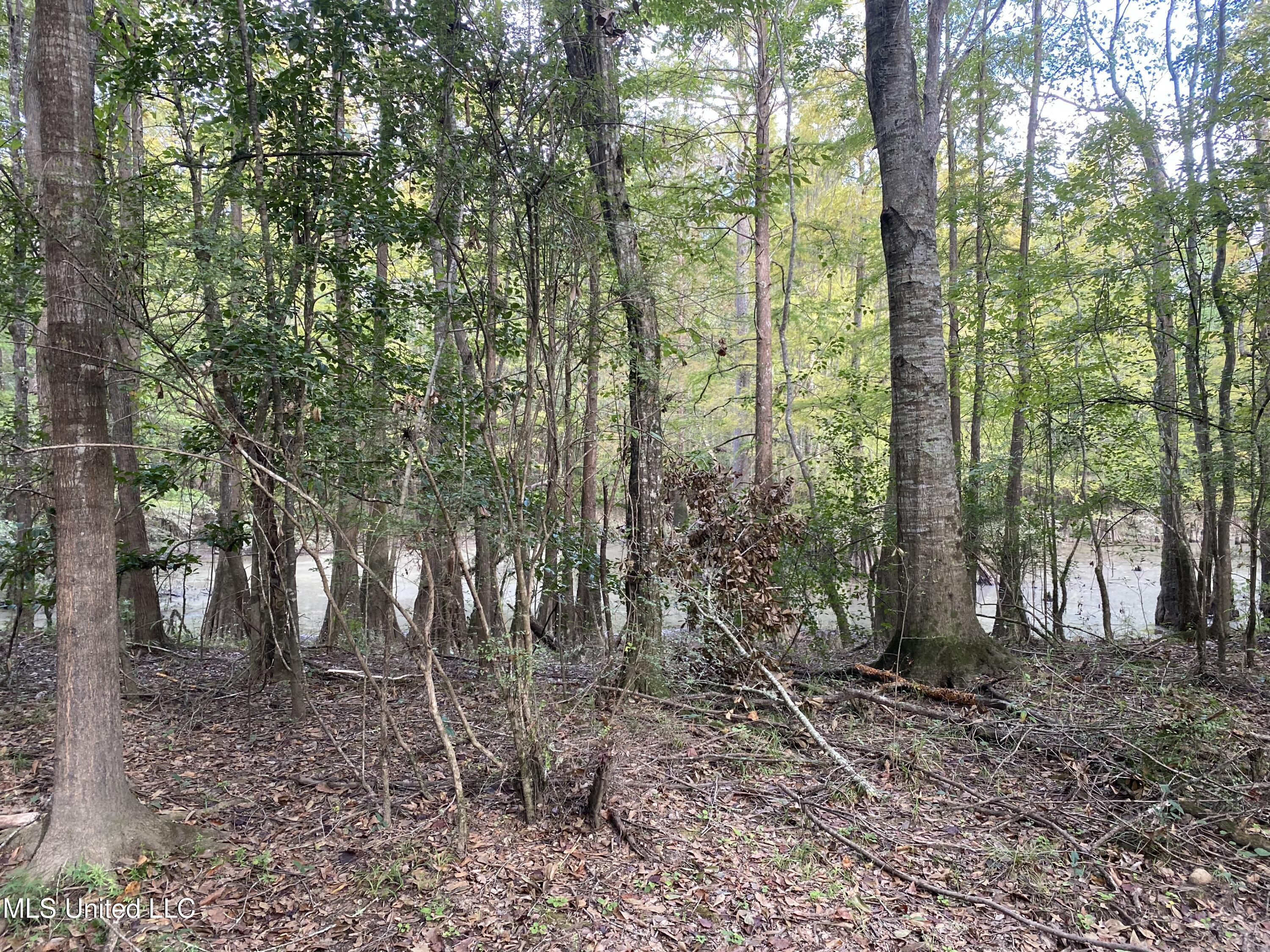 Big Cedar Creek Road, Lucedale, Mississippi image 2