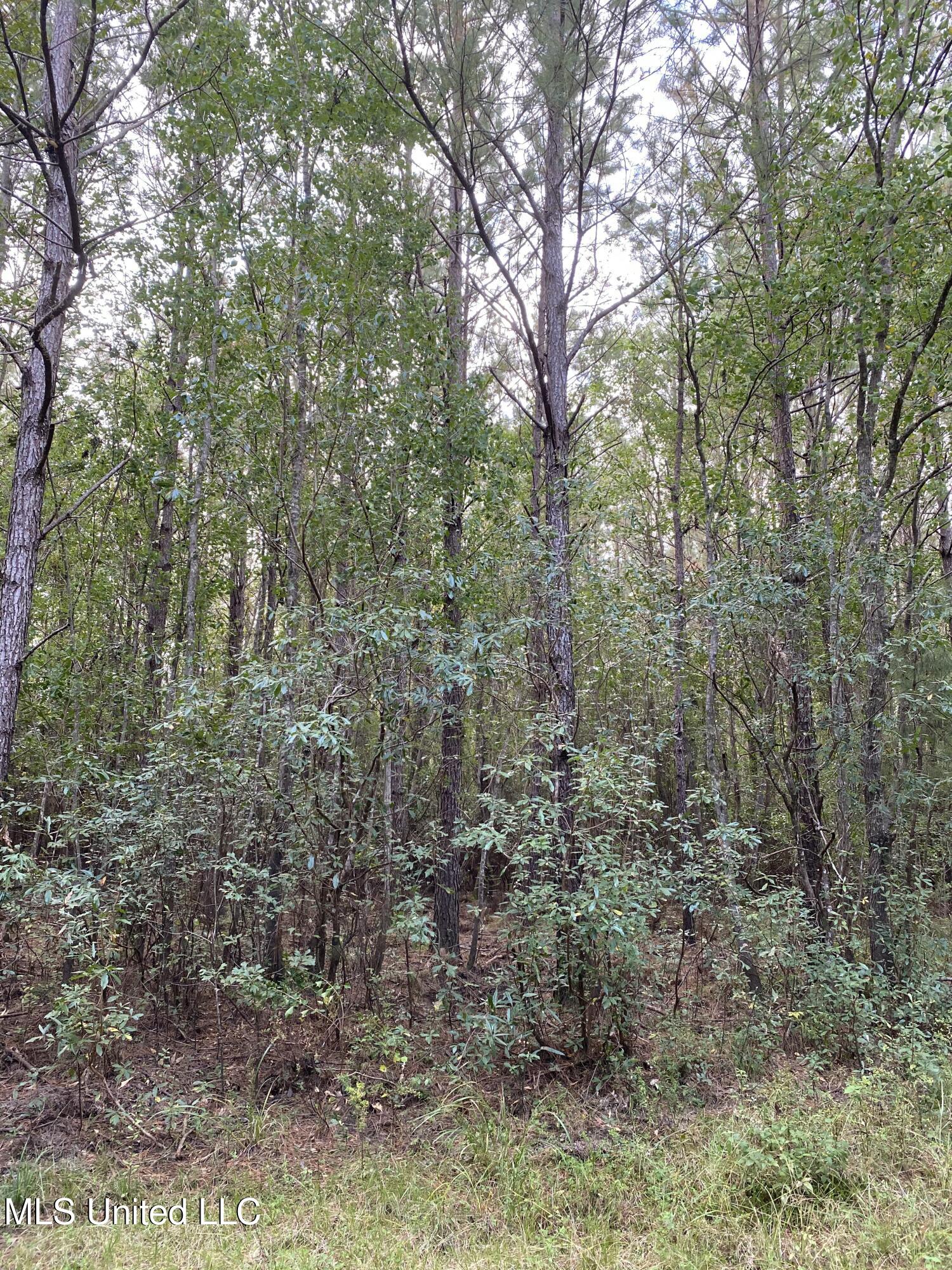 Big Cedar Creek Road, Lucedale, Mississippi image 14