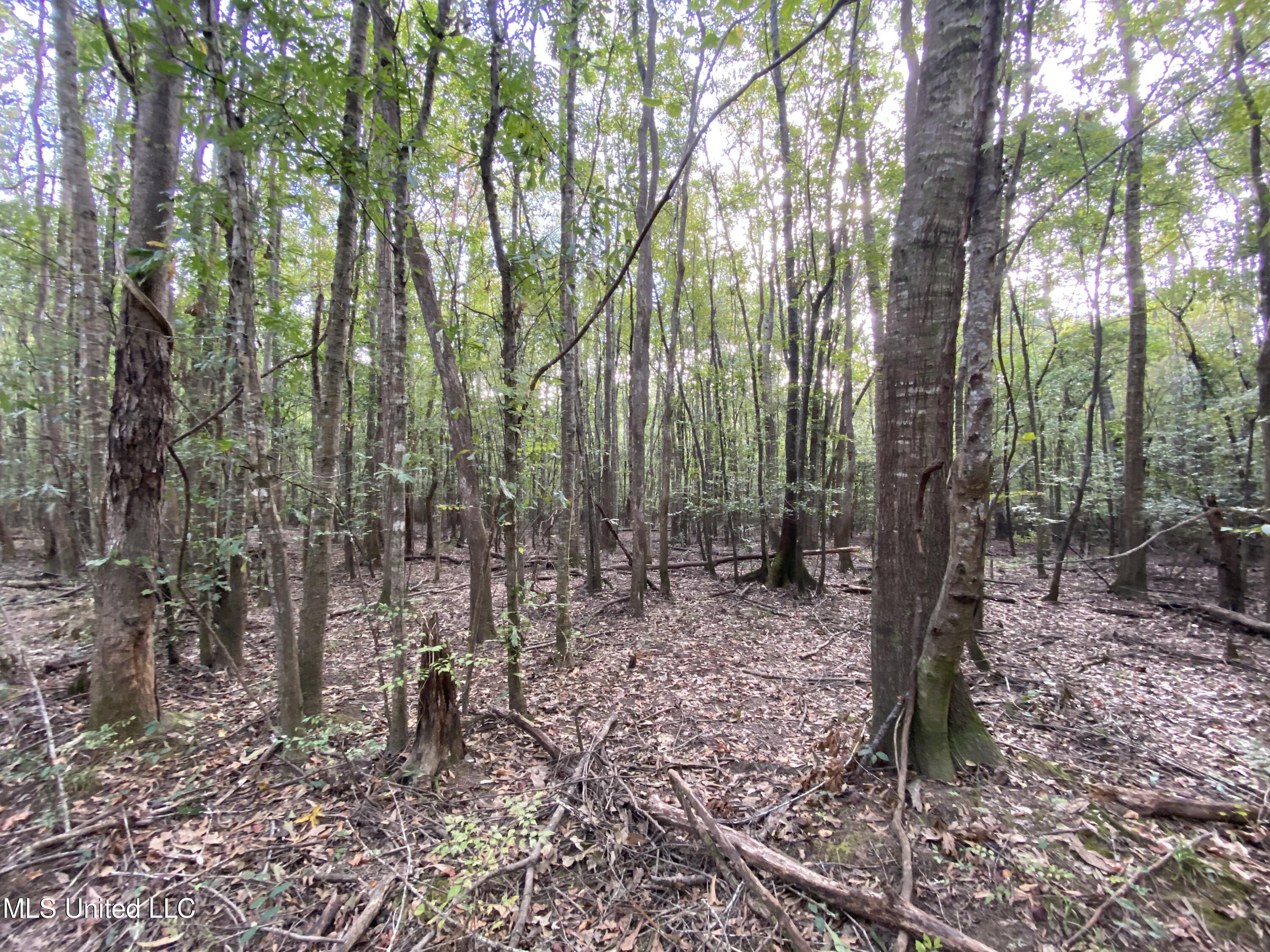 Big Cedar Creek Road, Lucedale, Mississippi image 3
