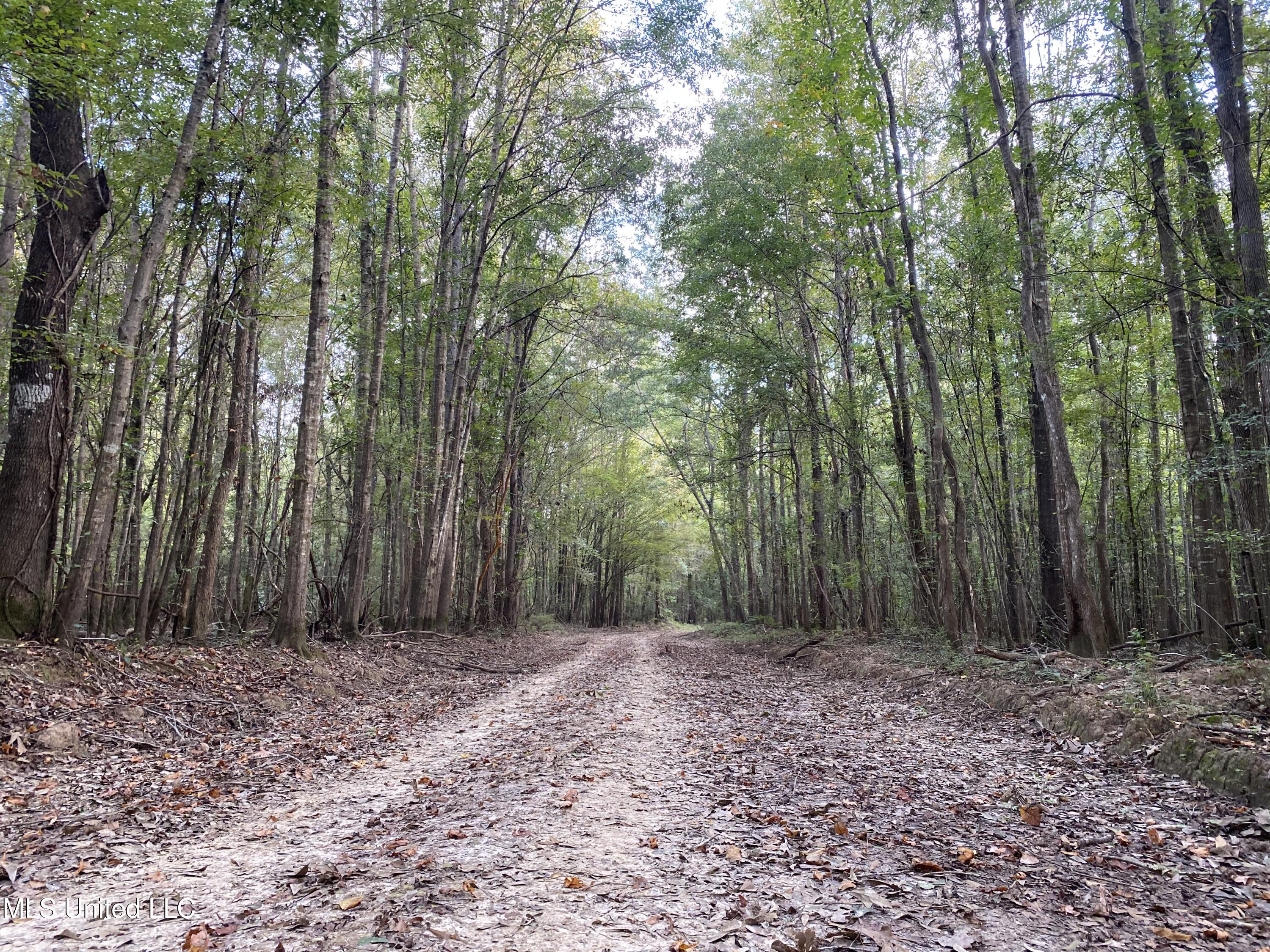 Big Cedar Creek Road, Lucedale, Mississippi image 1