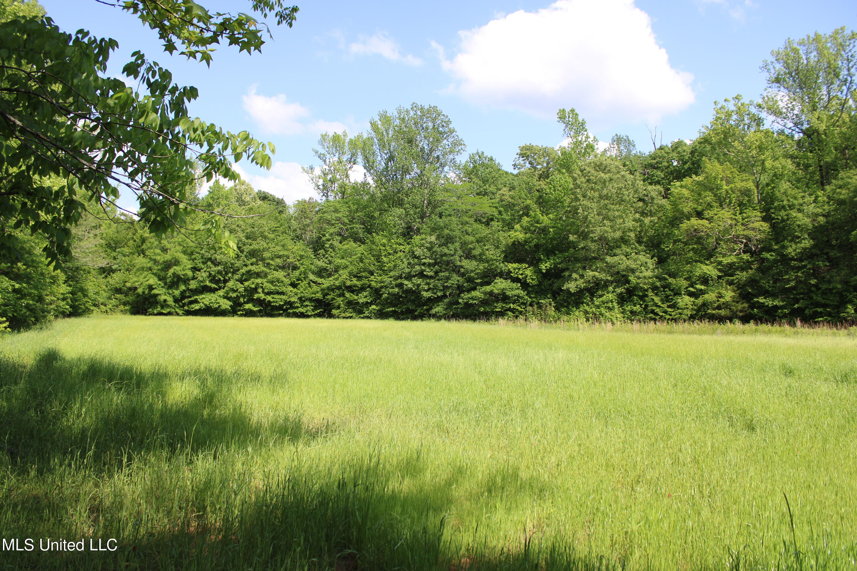 Ascalmore Creek Road, Cascilla, Mississippi image 8