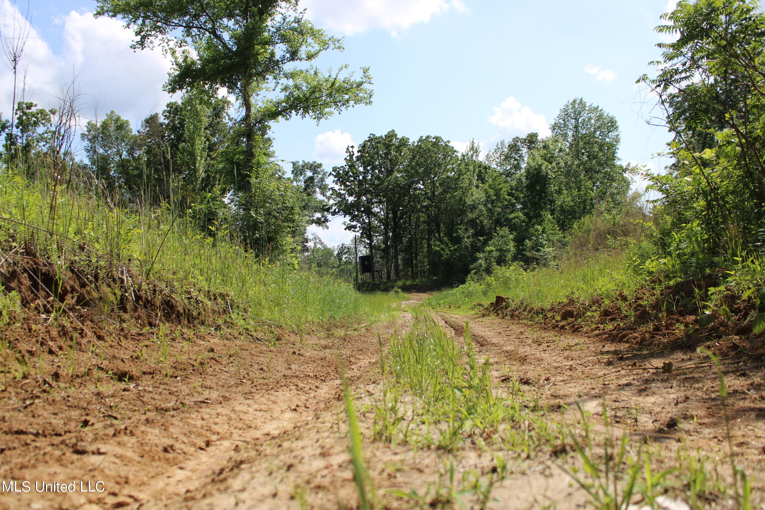 Ascalmore Creek Road, Cascilla, Mississippi image 6